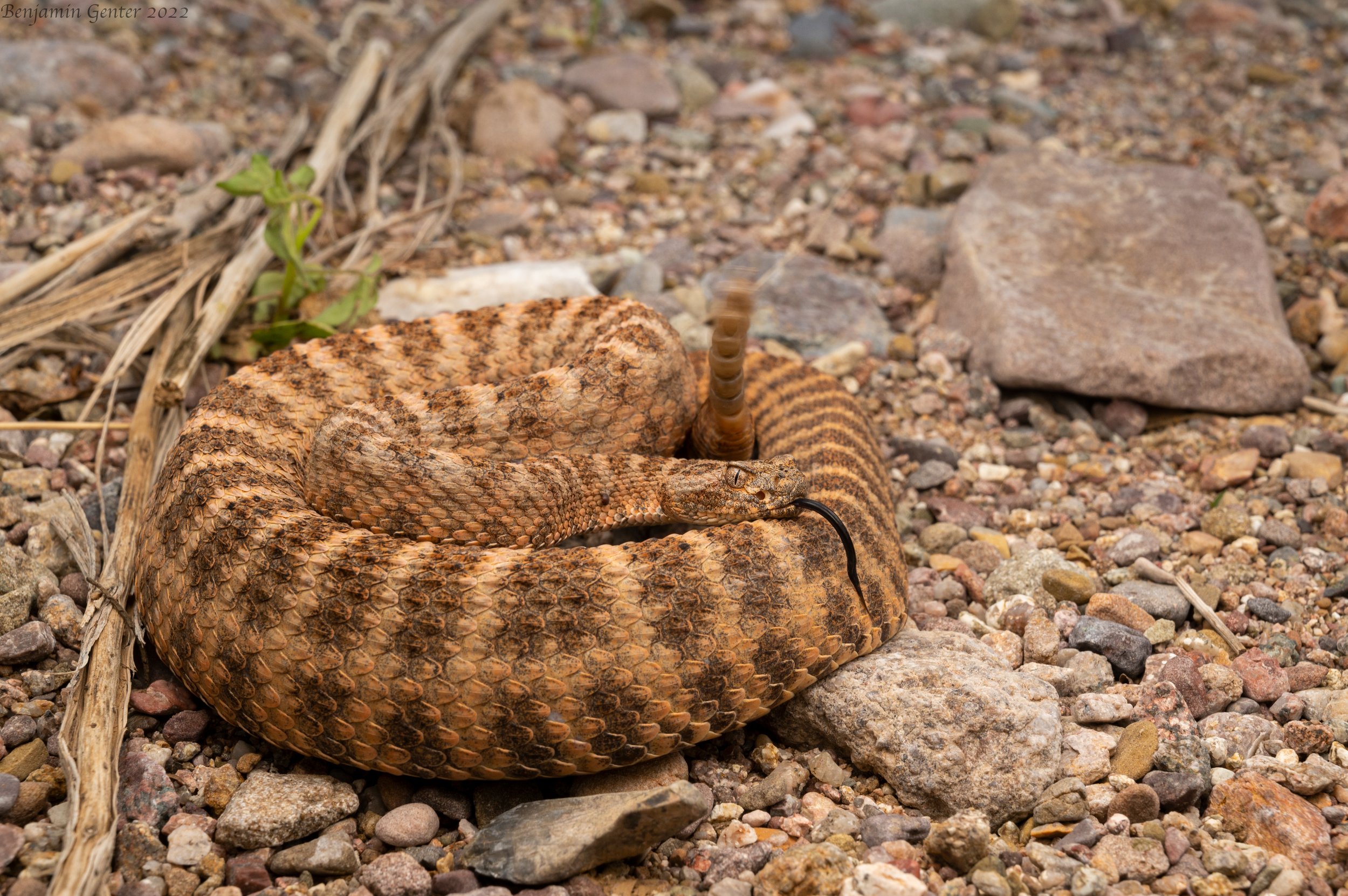 Tiger Rattlesnake (Crotalus tigris)