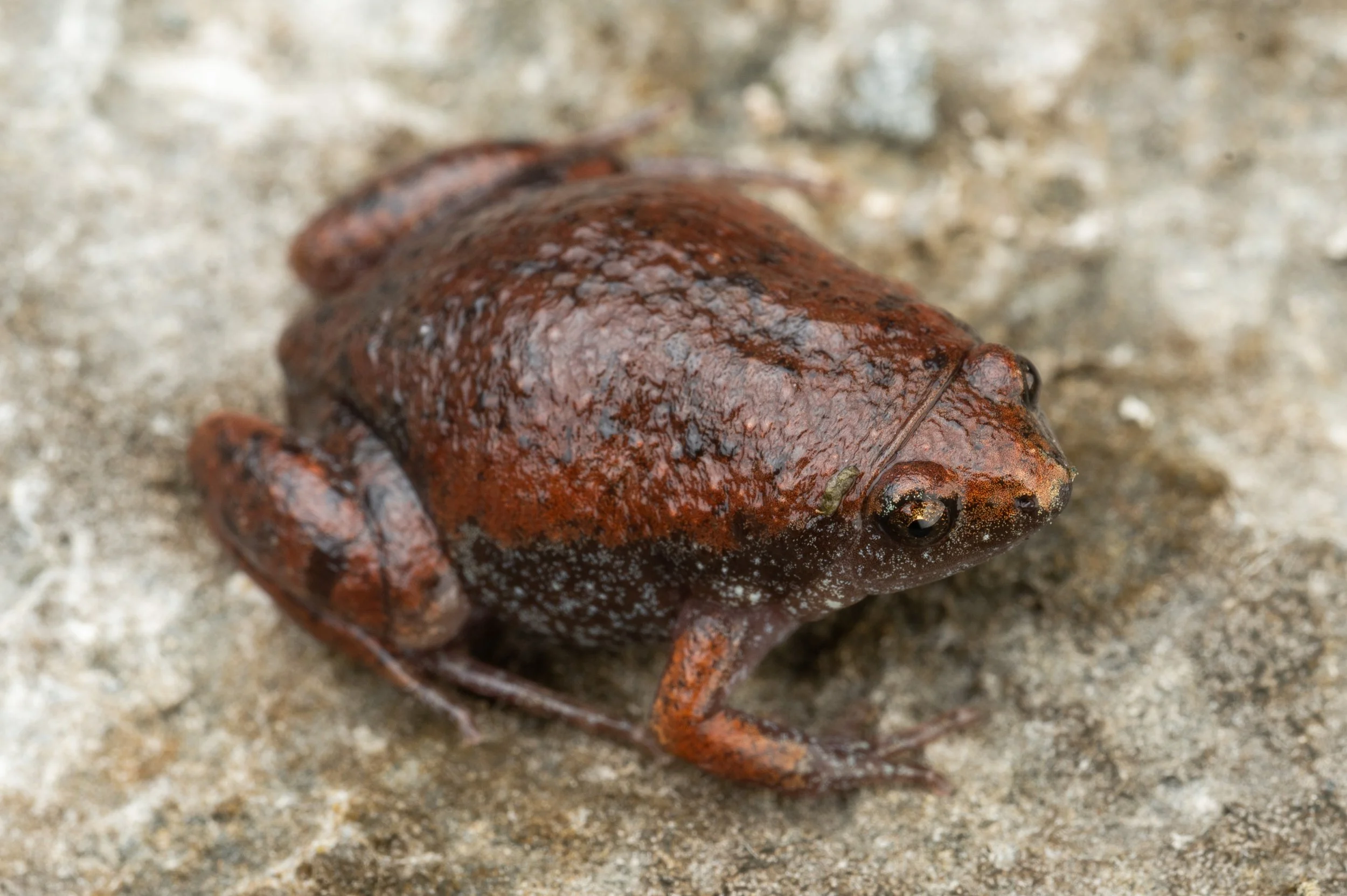 Eastern Narrow-mouthed Toad (Gastrophryne carolinensis)