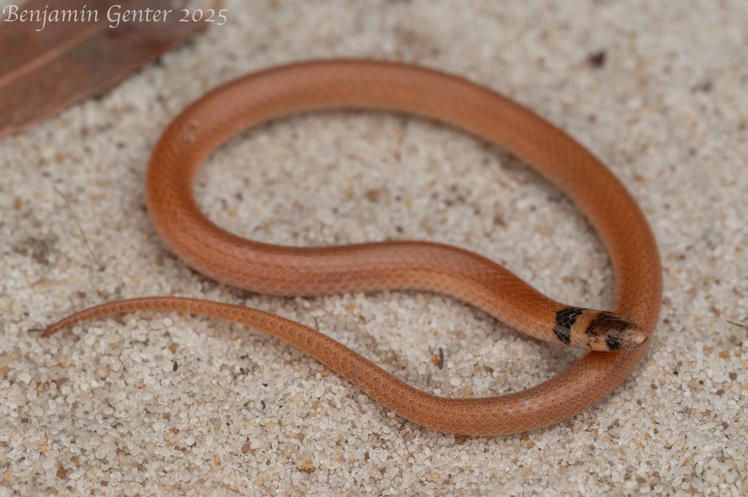 Peninsula Crowned Snake (Tantilla relicta relicta)