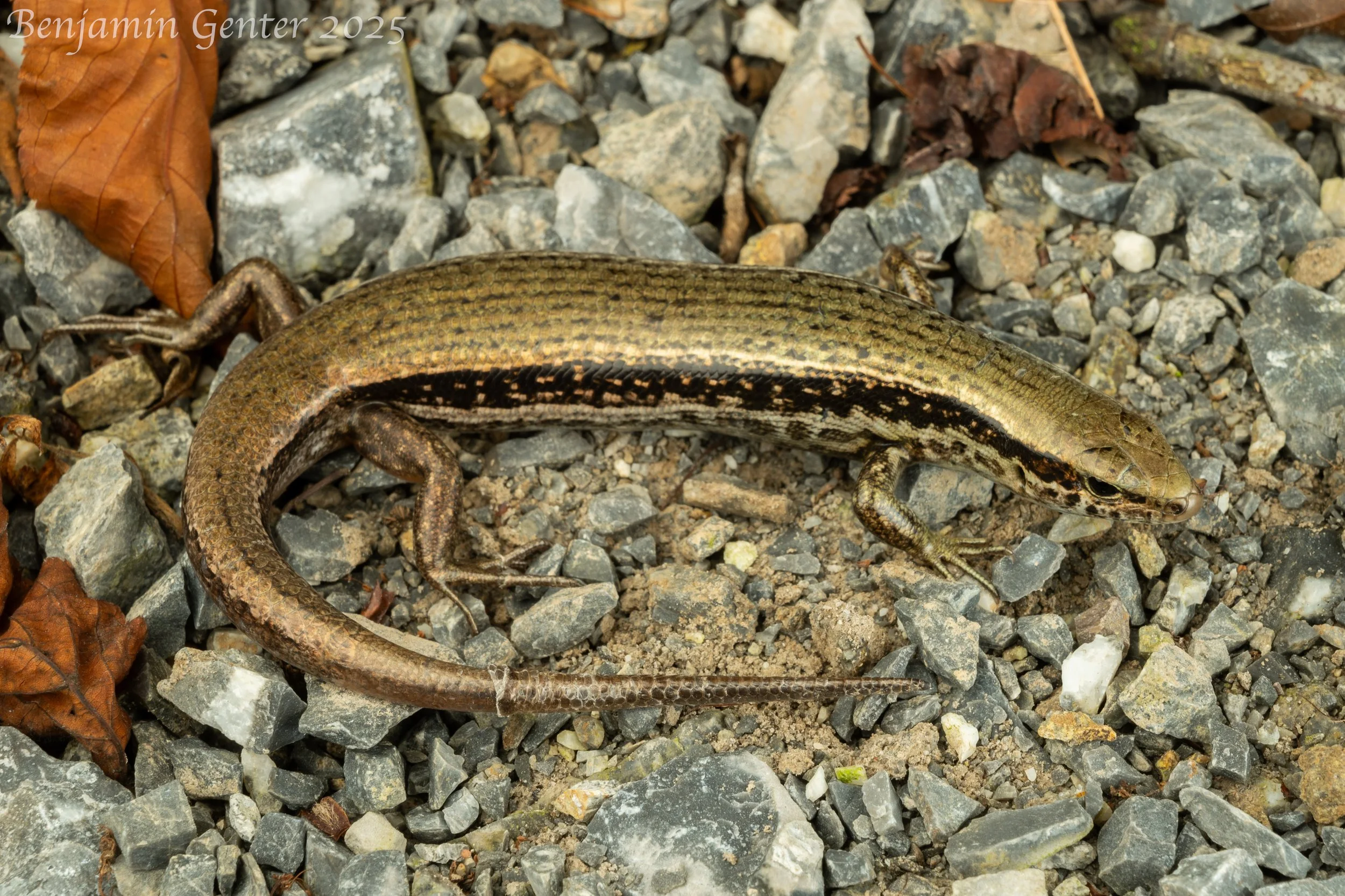 Indian Forest Skink (Sphenomorphus indicus)