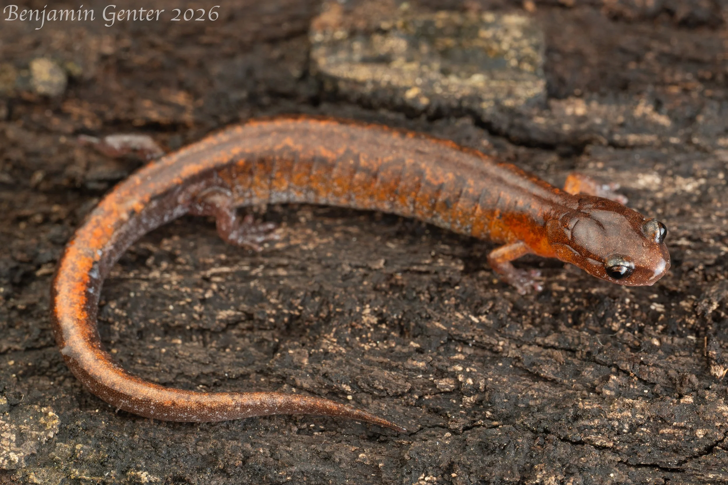 Webster's Salamander (Plethodon websteri)