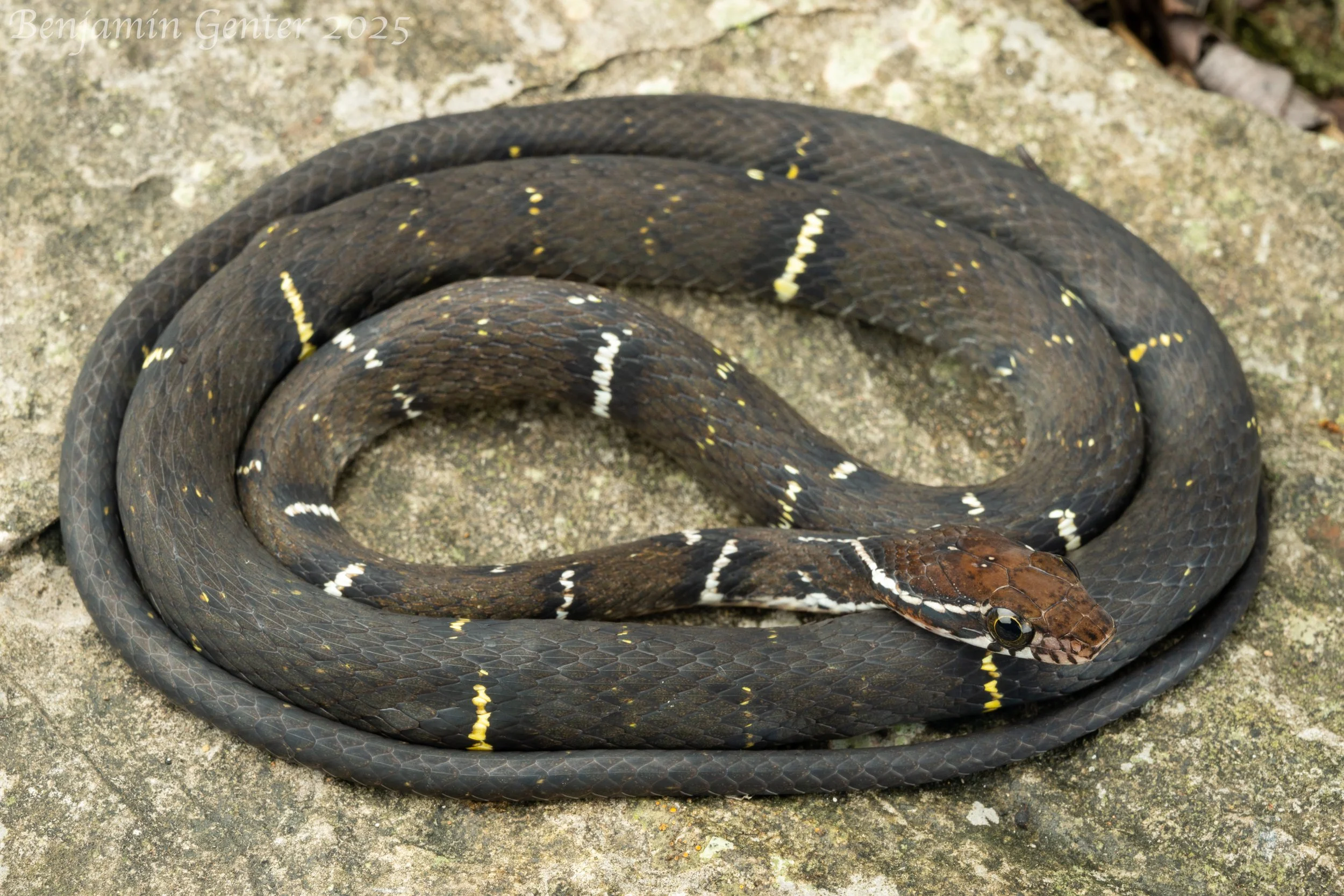 Mount Omei Keelback (Hebius optatus)