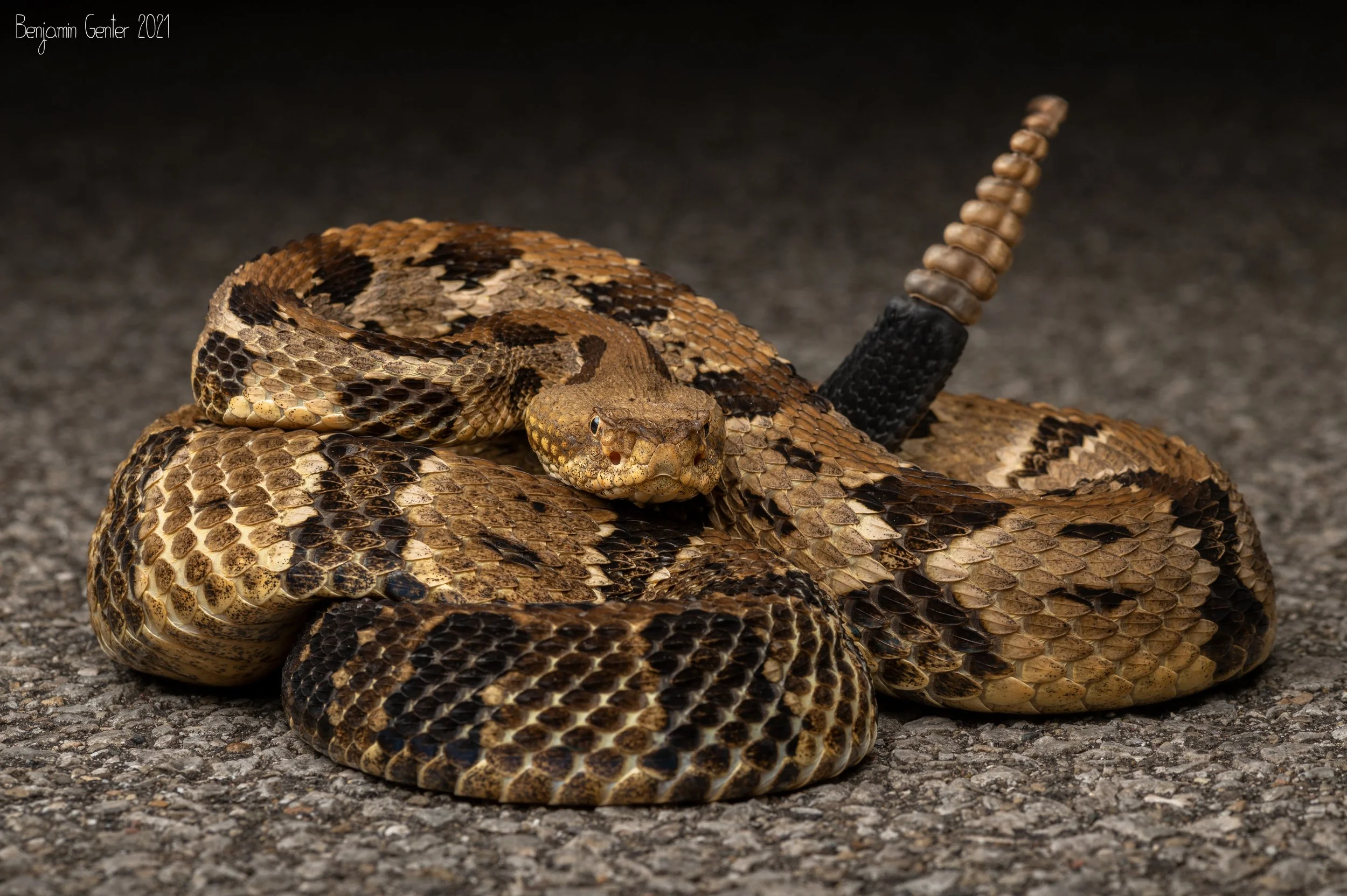 Timber Rattlesnake (Crotalus horridus)