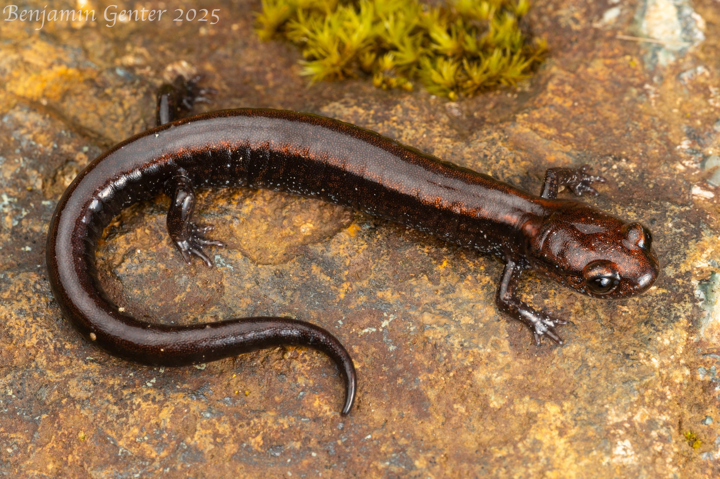 Del Norte Salamander (Plethodon elongatus)
