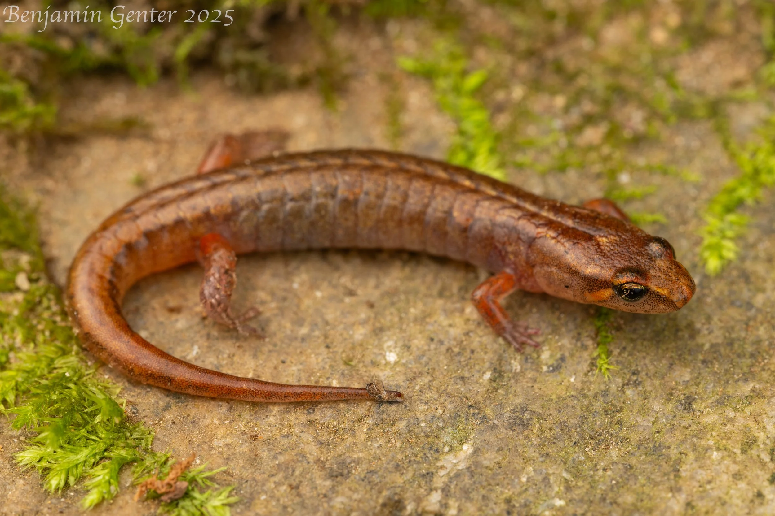 Southern Pygmy Salamander (Desmognathus wrighti)