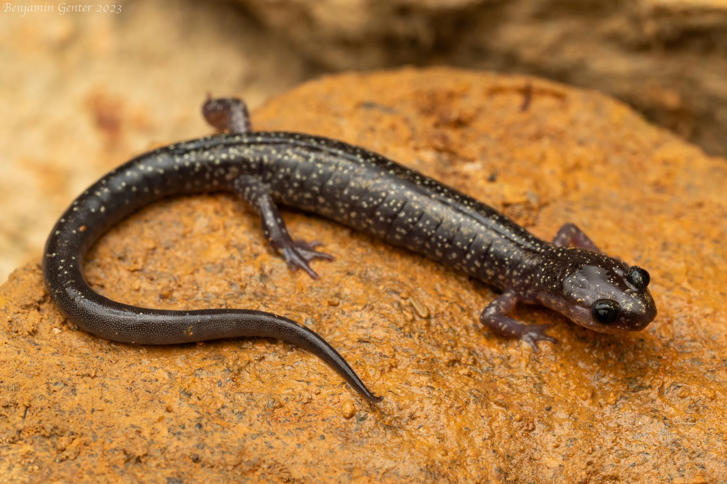 Blacksburg Salamander (Plethodon jacksoni)