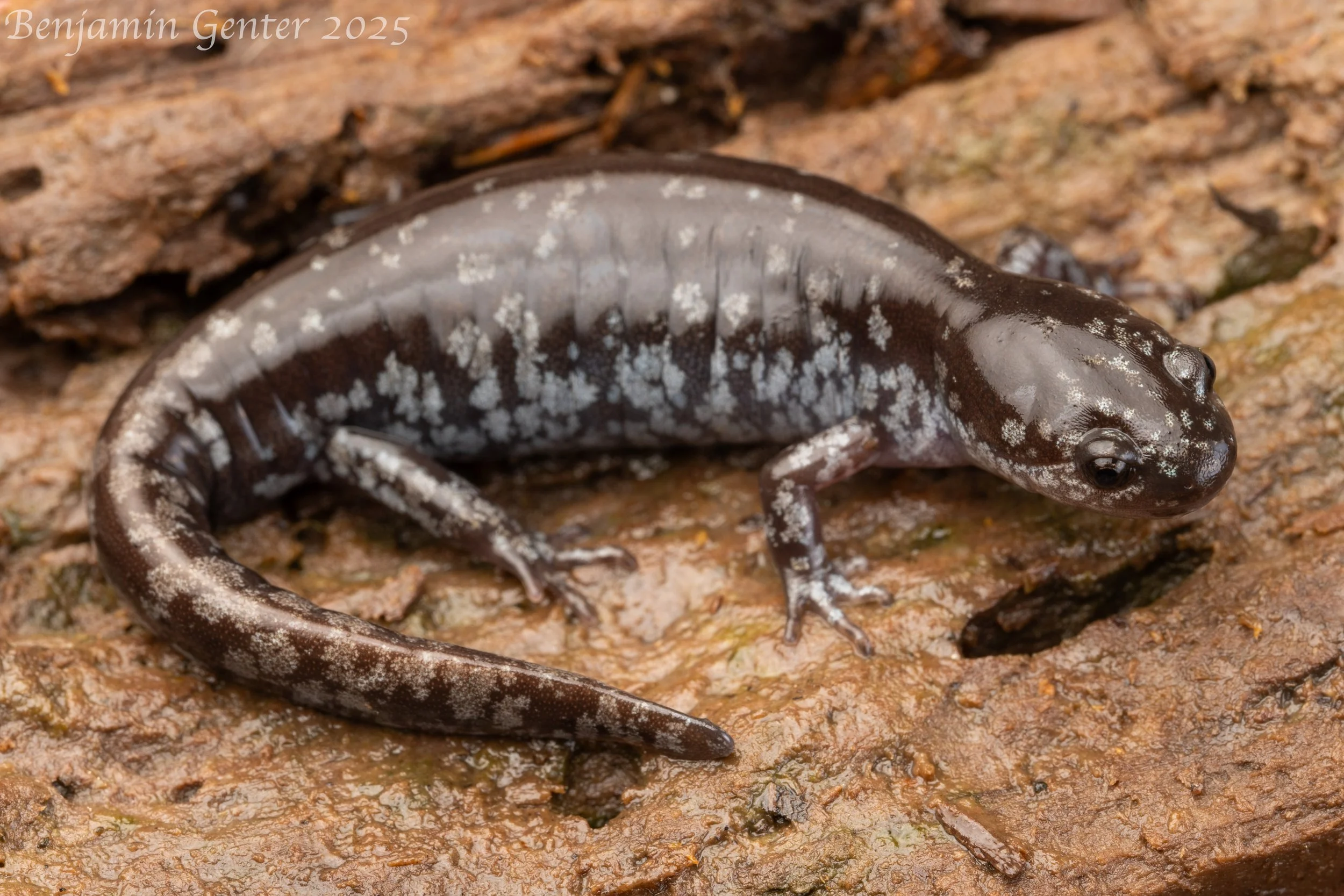 Mabee's Salamander (Ambystoma mabeei)