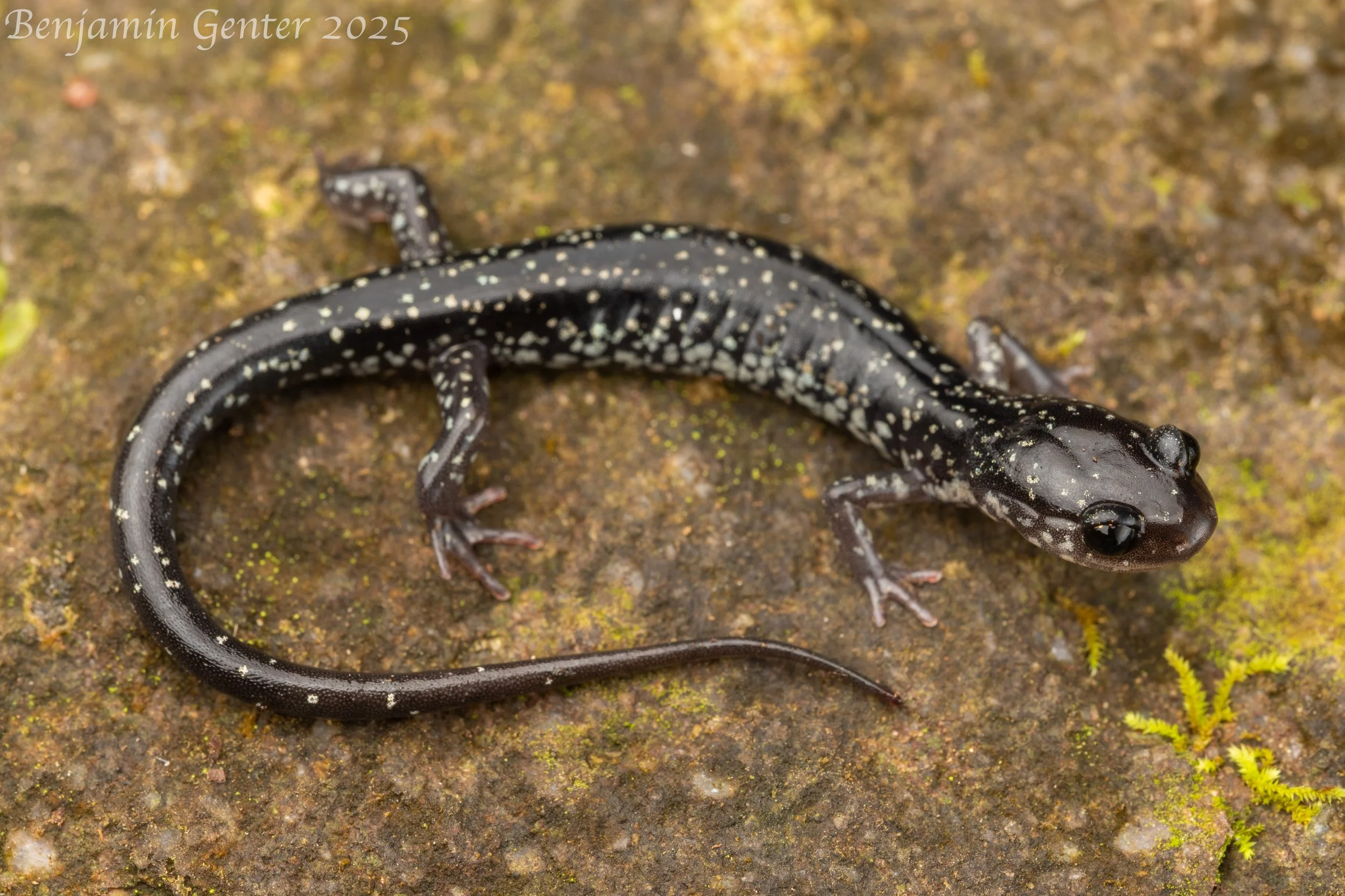 Tellico Salamander (Plethodon aureolus)