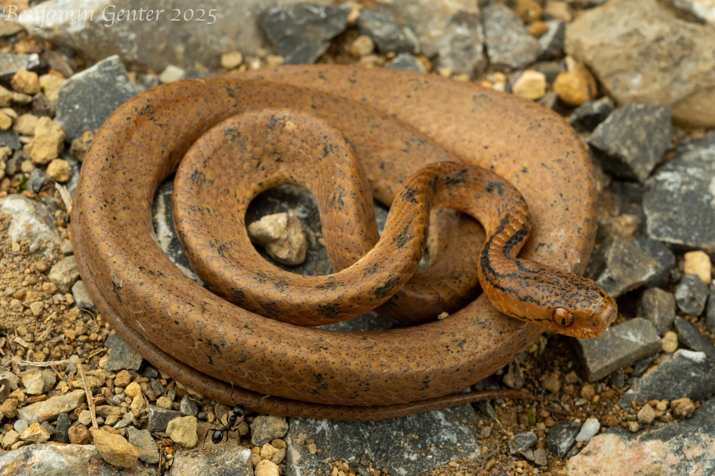 Formosa Slug Snake (Pareas formosensis)