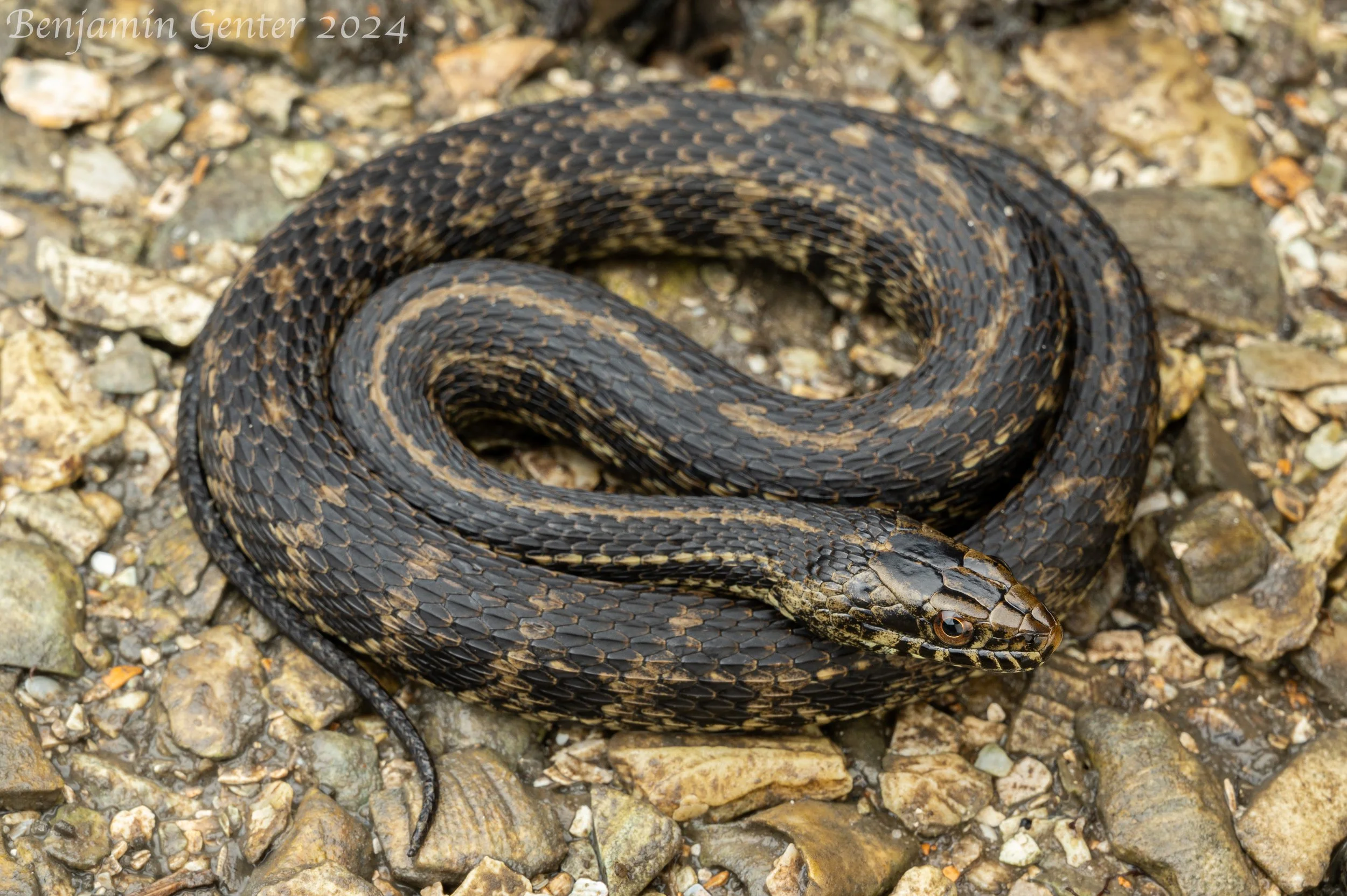 Atlantic Saltmarsh Snake (Nerodia clarkii taeniata)