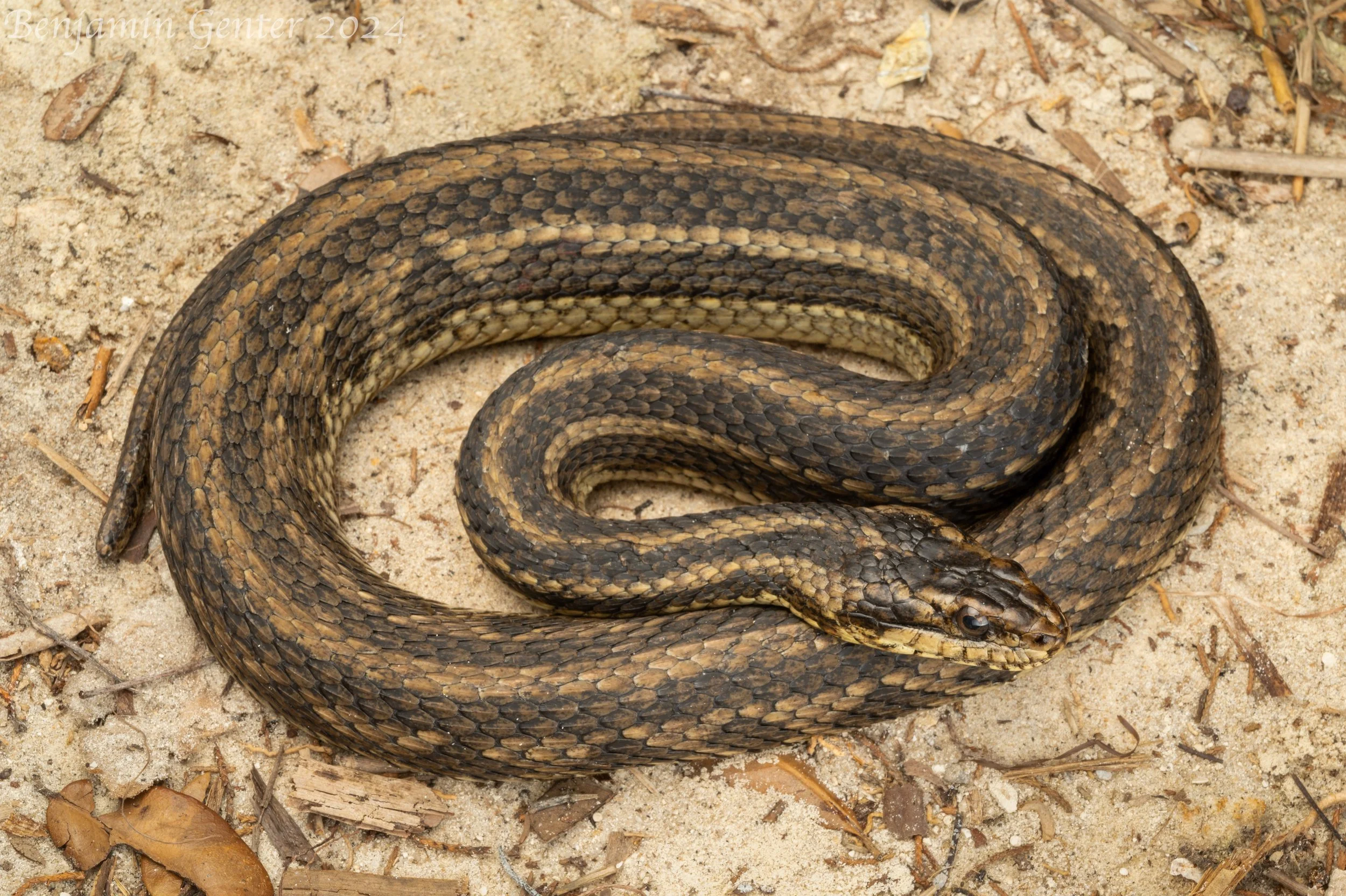 Gulf Saltmarsh Snake (Nerodia clarkii clarkii)