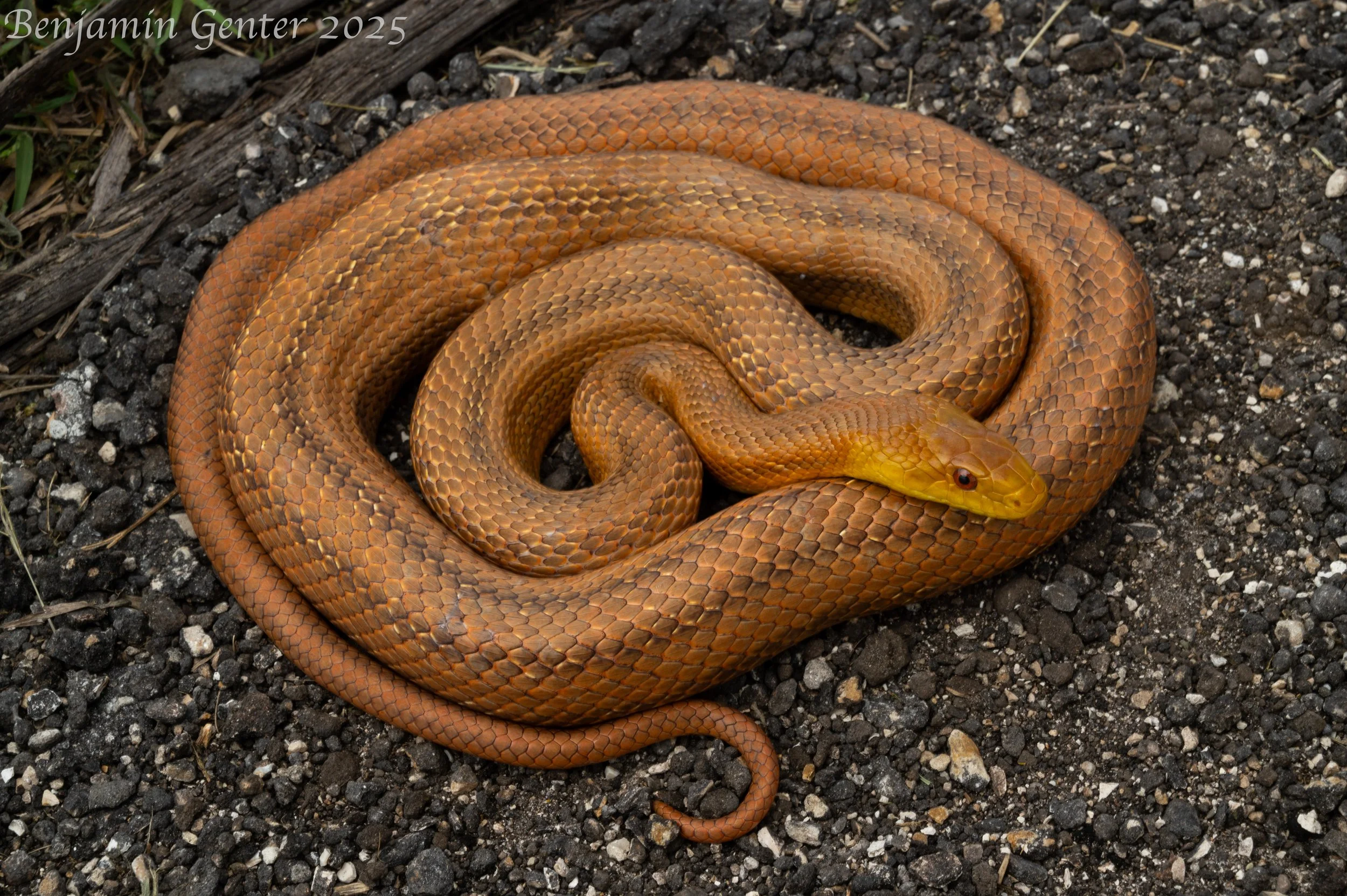 Yellow Ratsnake (Pantherophis quadrivittatus)