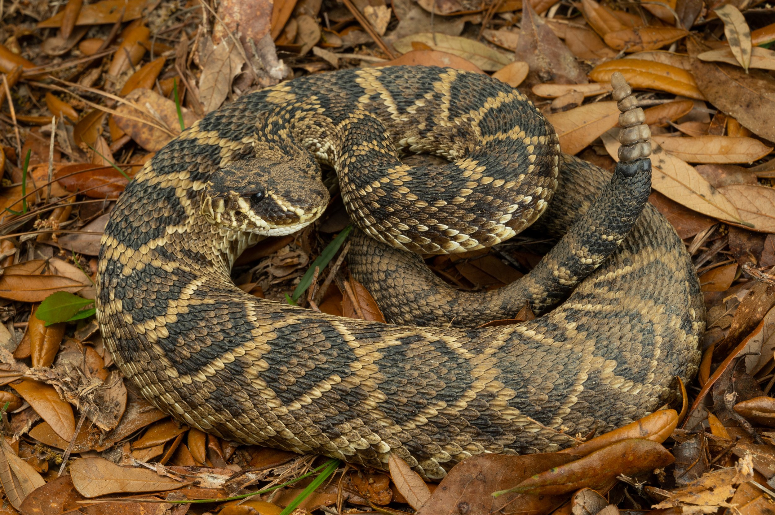 Eastern Diamond-backed Rattlesnake (Crotalus adamanteus)