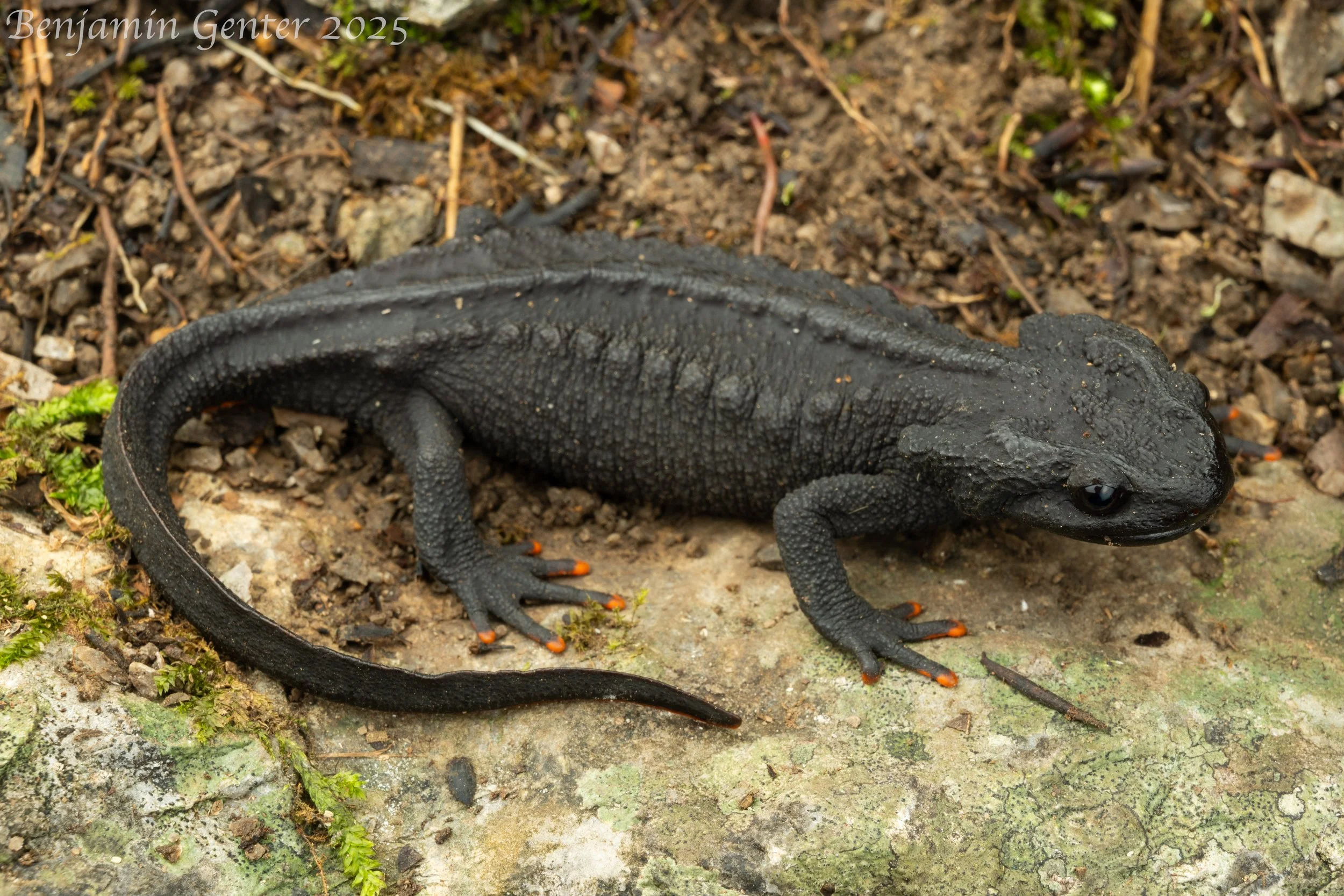 Maolan Crocodile Newt (Tylototriton maolanensis)