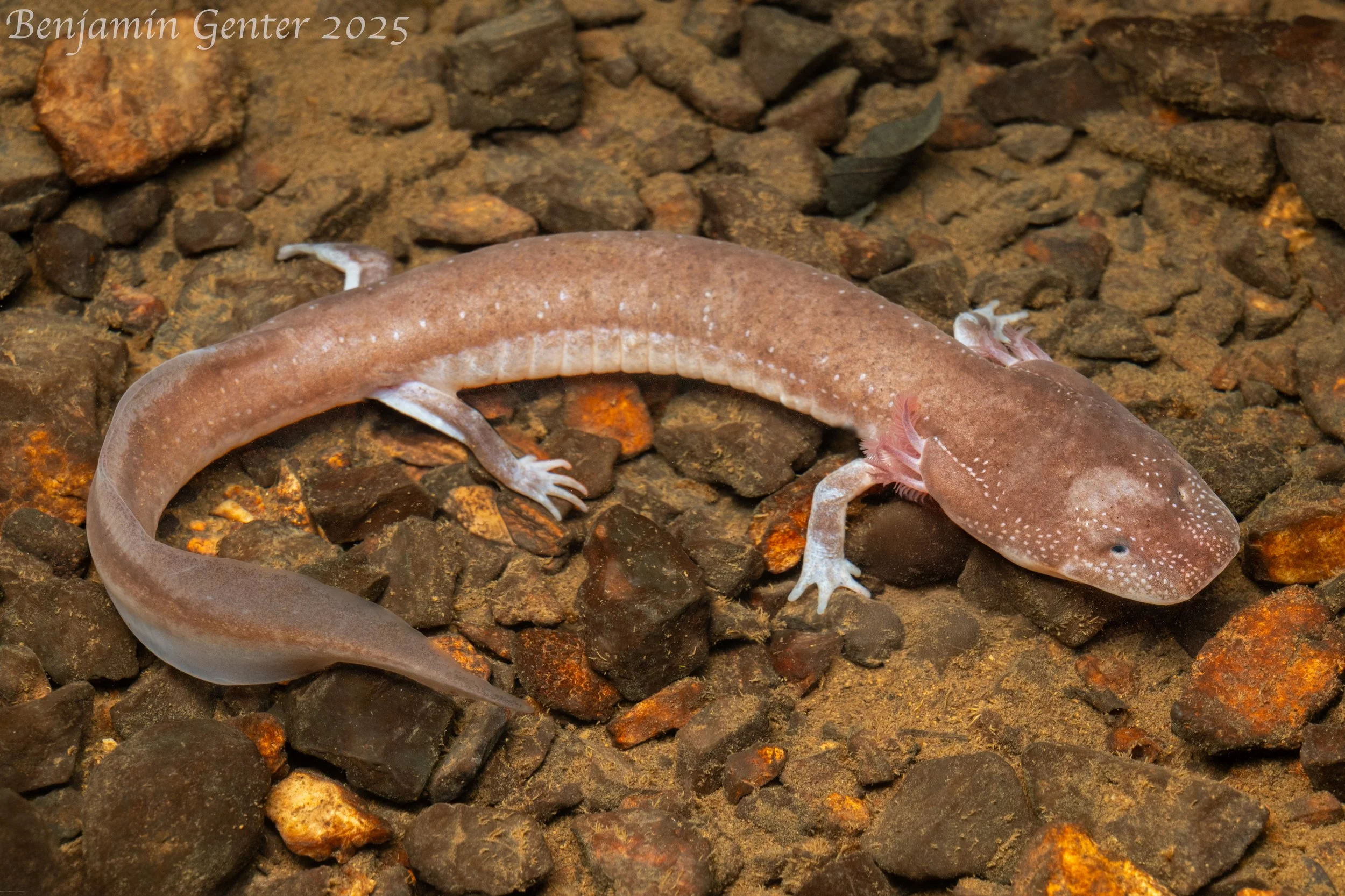 Berry Cave Salamander (Gyrinophilus gulolineatus)