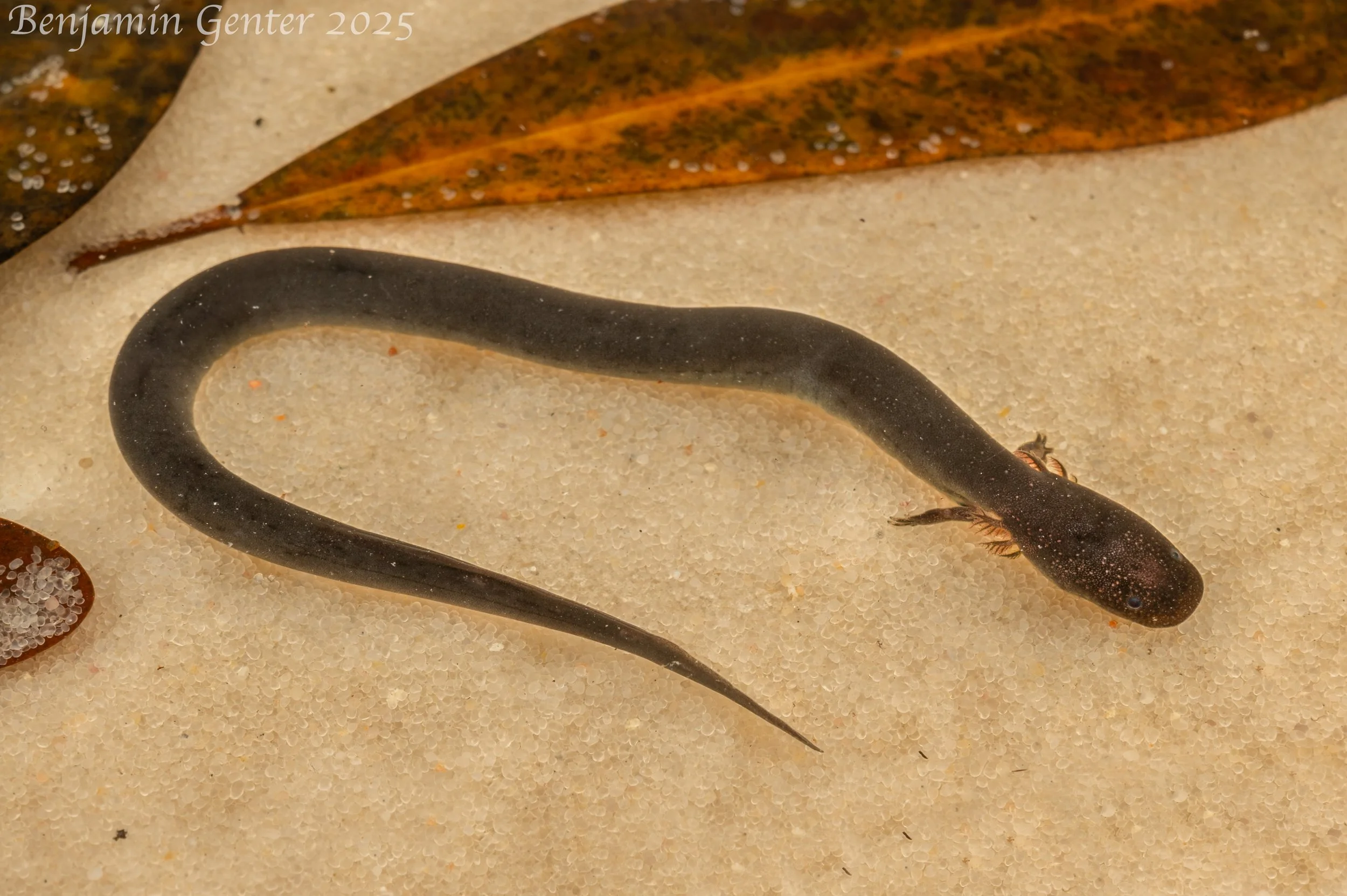 Seepage Siren (Siren sphagnicola)