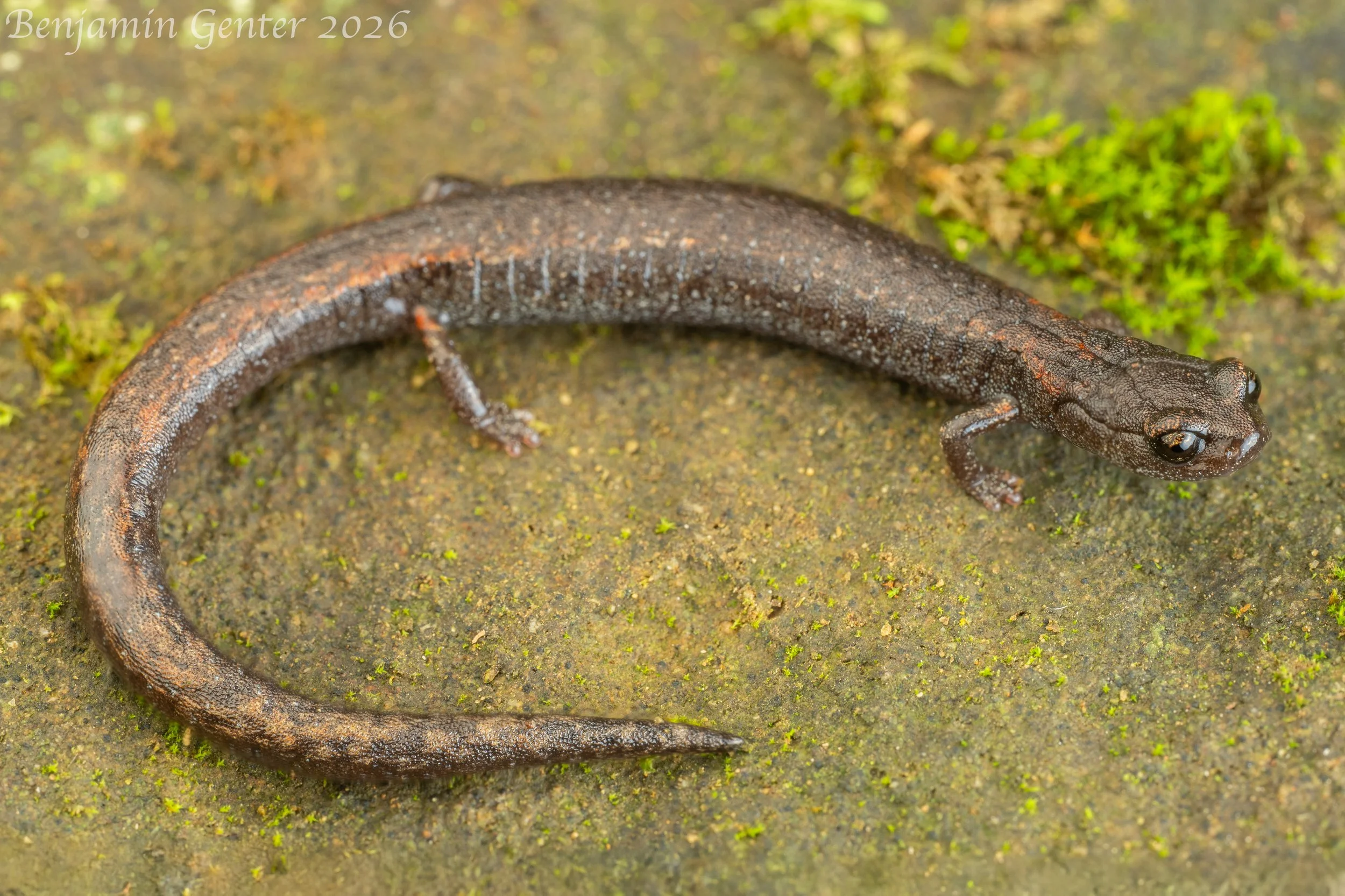 Lesser Slender Salamander (Batrachoseps minor)