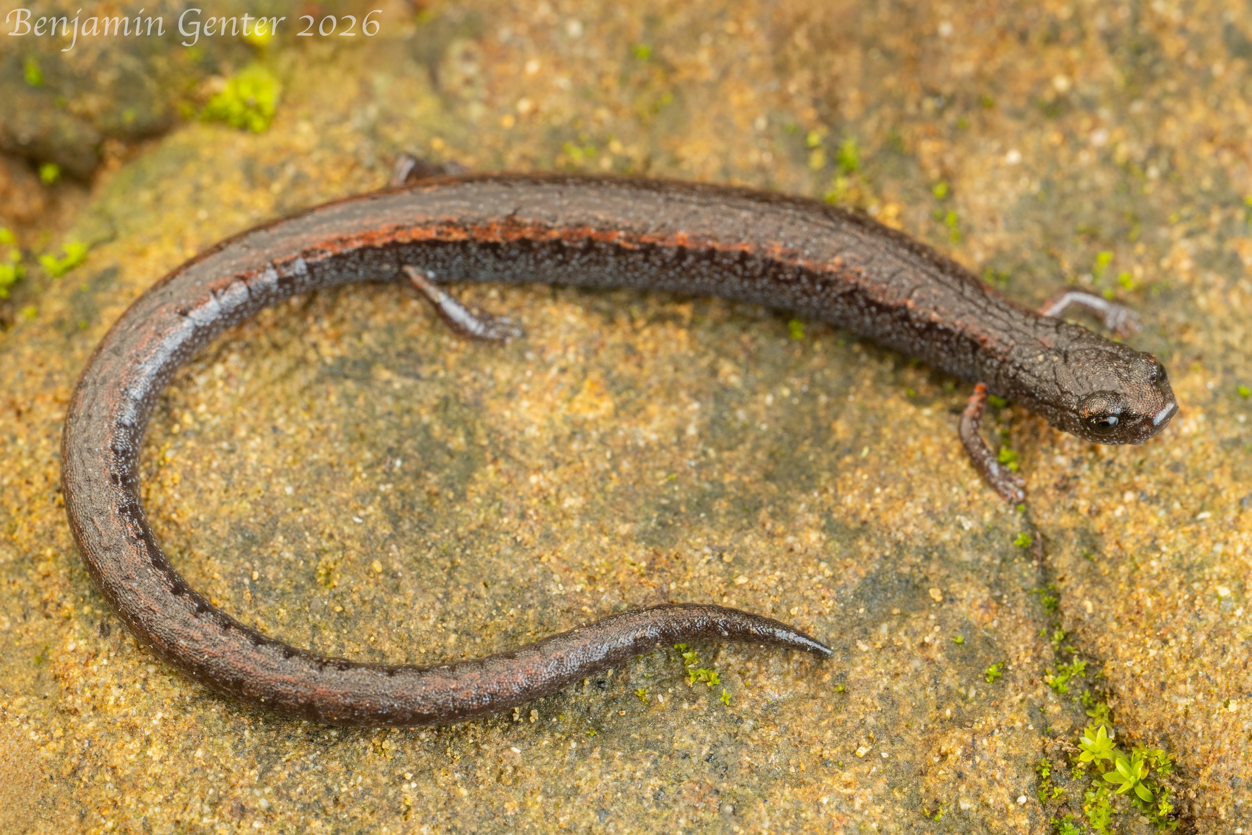 Black-bellied Slender Salamander (Batrachoseps nigriventris)