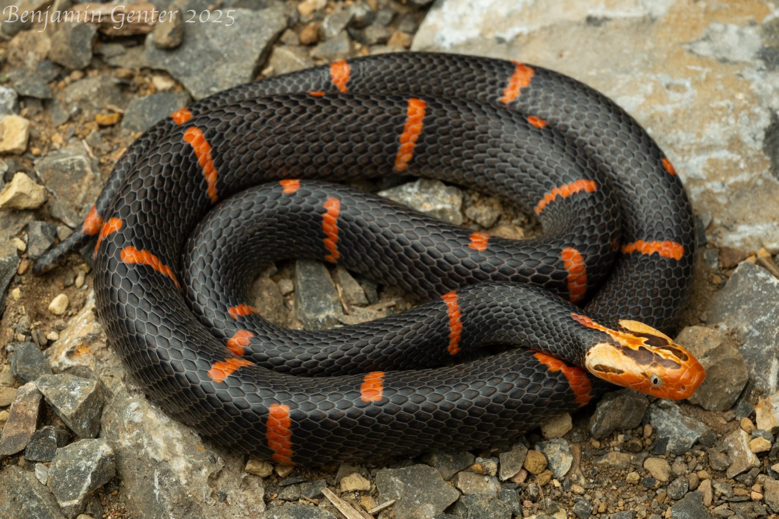 Fea's Viper (Azemiops feae)