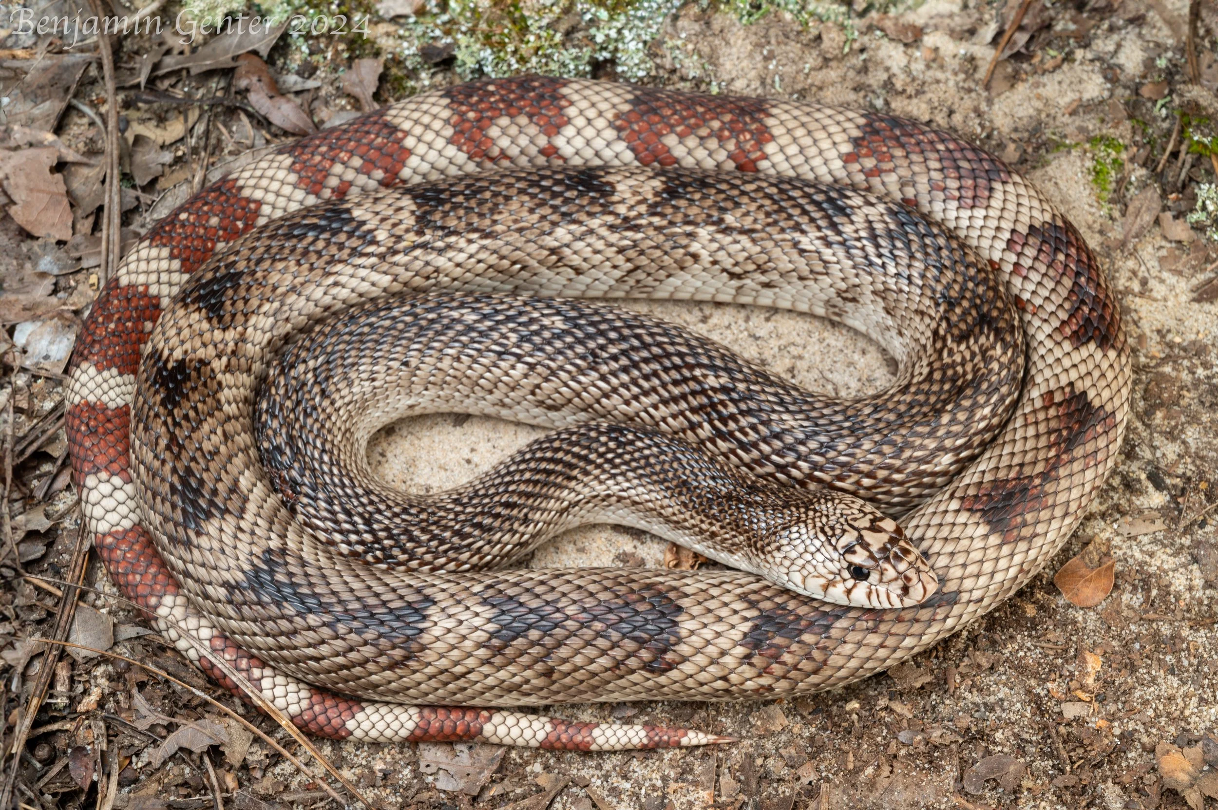Eastern Pinesnake (Pituophis melanoleucus)