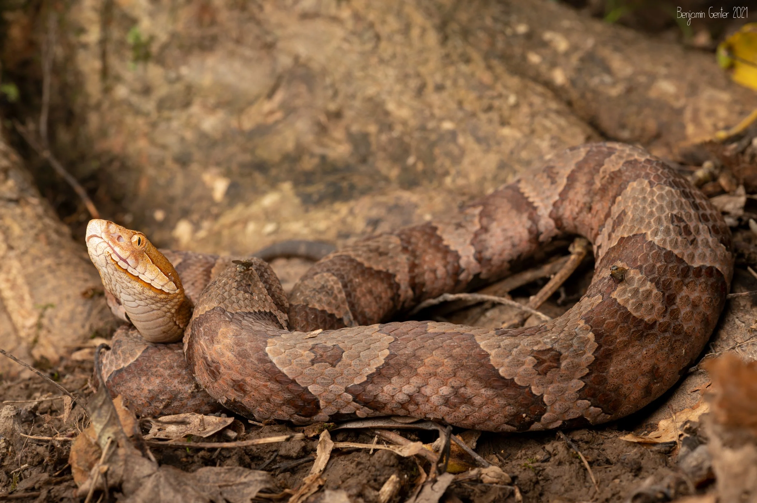 Eastern Copperhead (Agkistrodon contortrix)