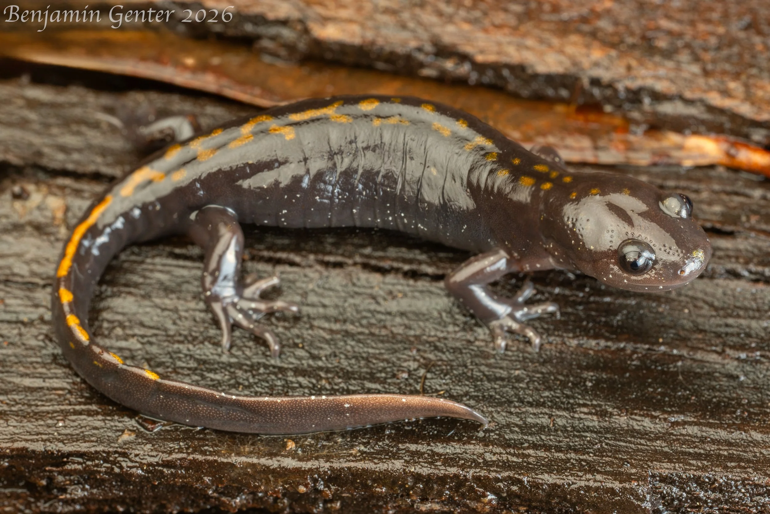 Long-toed Salamander (Ambystoma macrodactylum)
