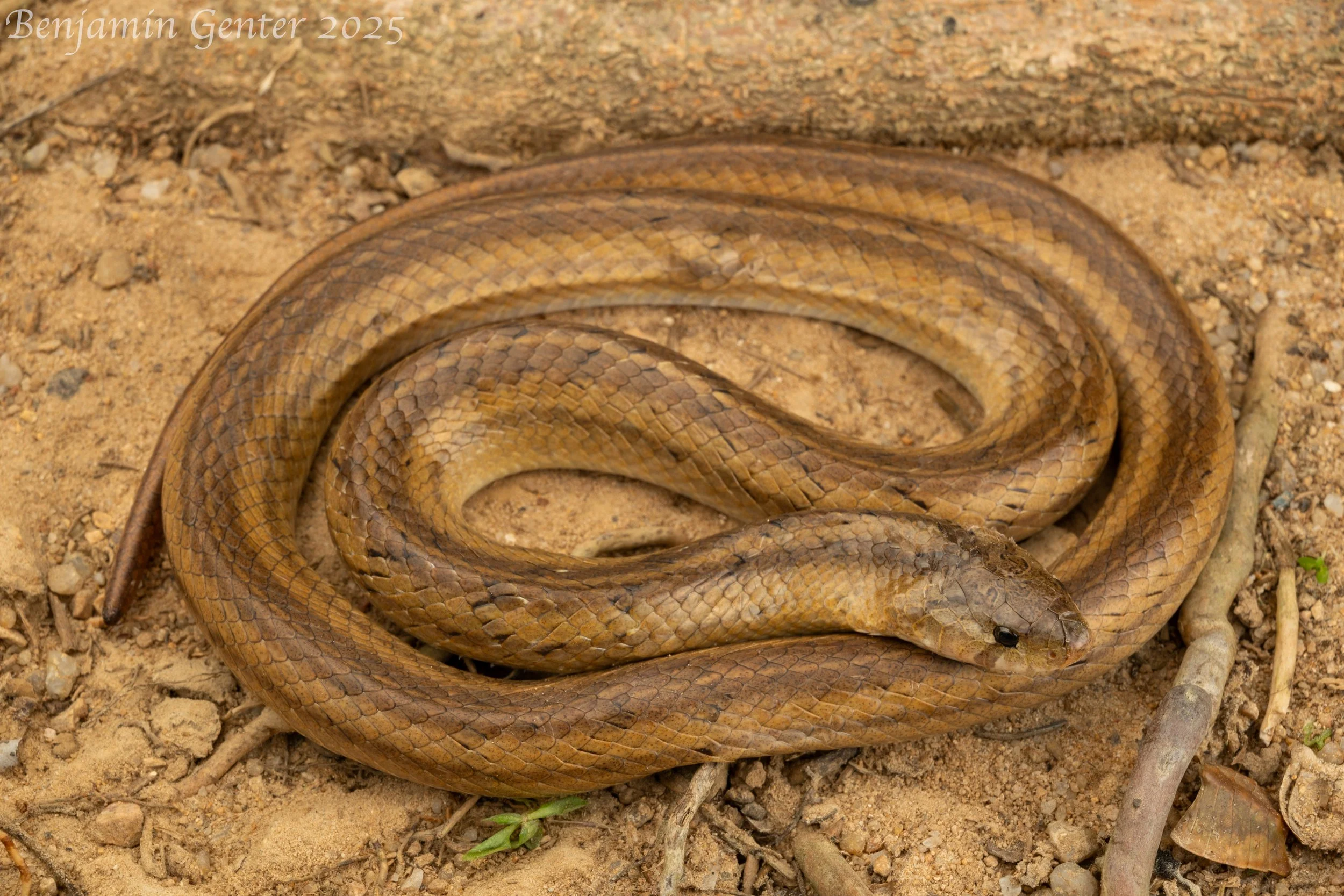 Taiwan Kukri Snake (Oligodon formosanus)