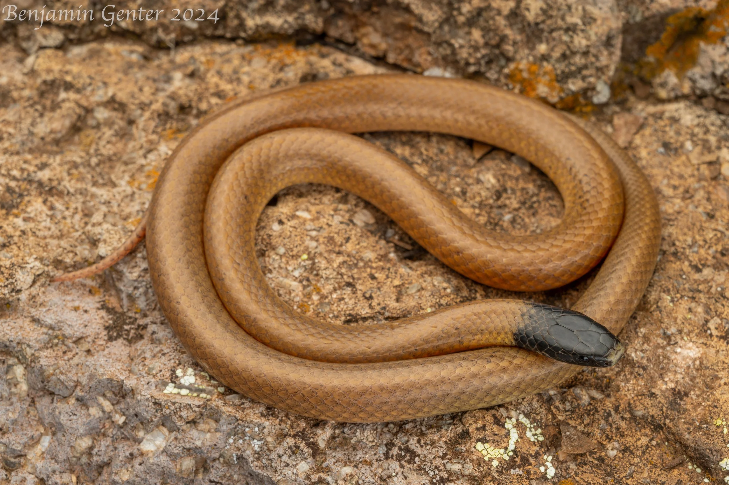 Trans-Pecos Black-headed Snake (Tantilla cucullata)