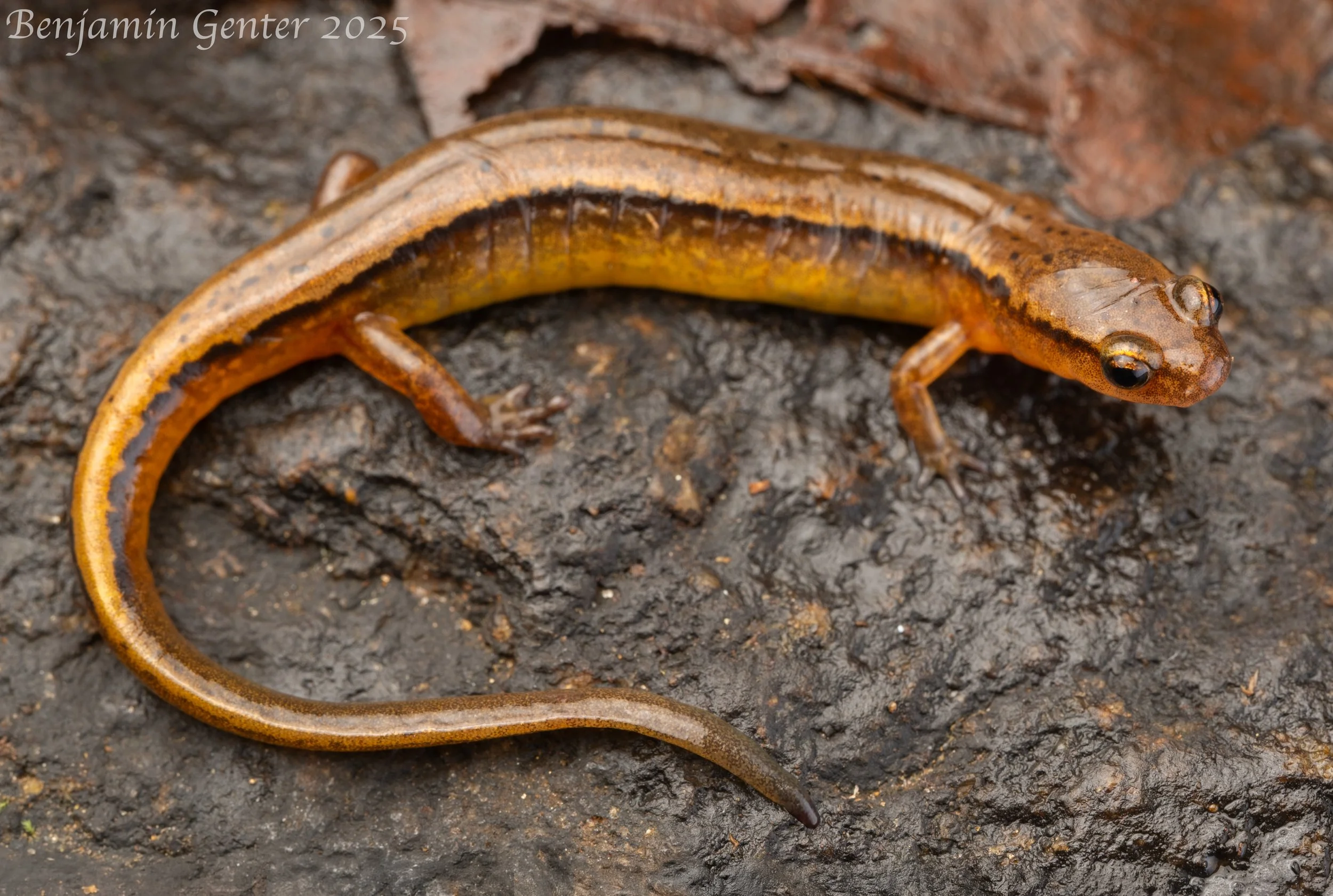 Northern Two-lined Salamander (Eurycea bislineata)