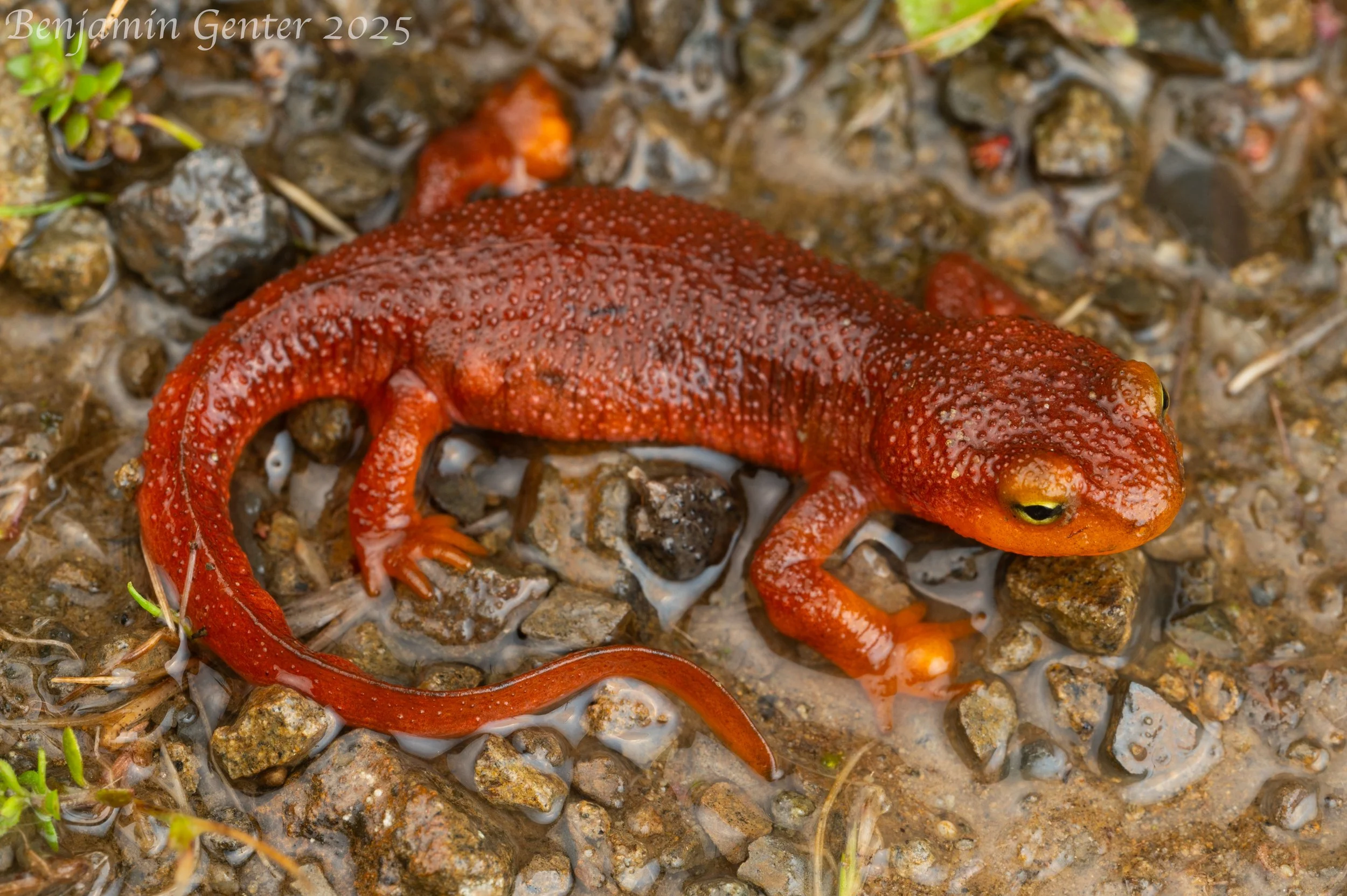 California Newt (Taricha torosa)