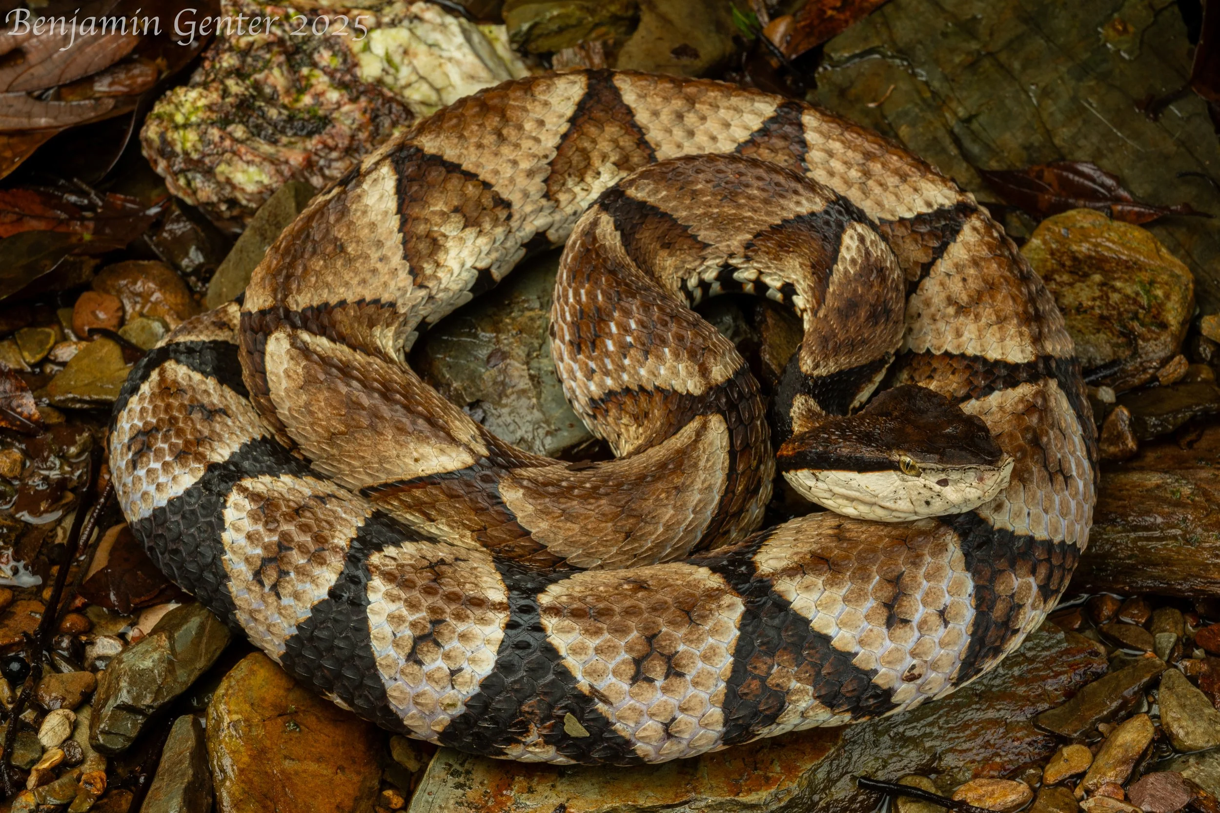 Sharp-nosed Viper (Deinagkistrodon acutus)