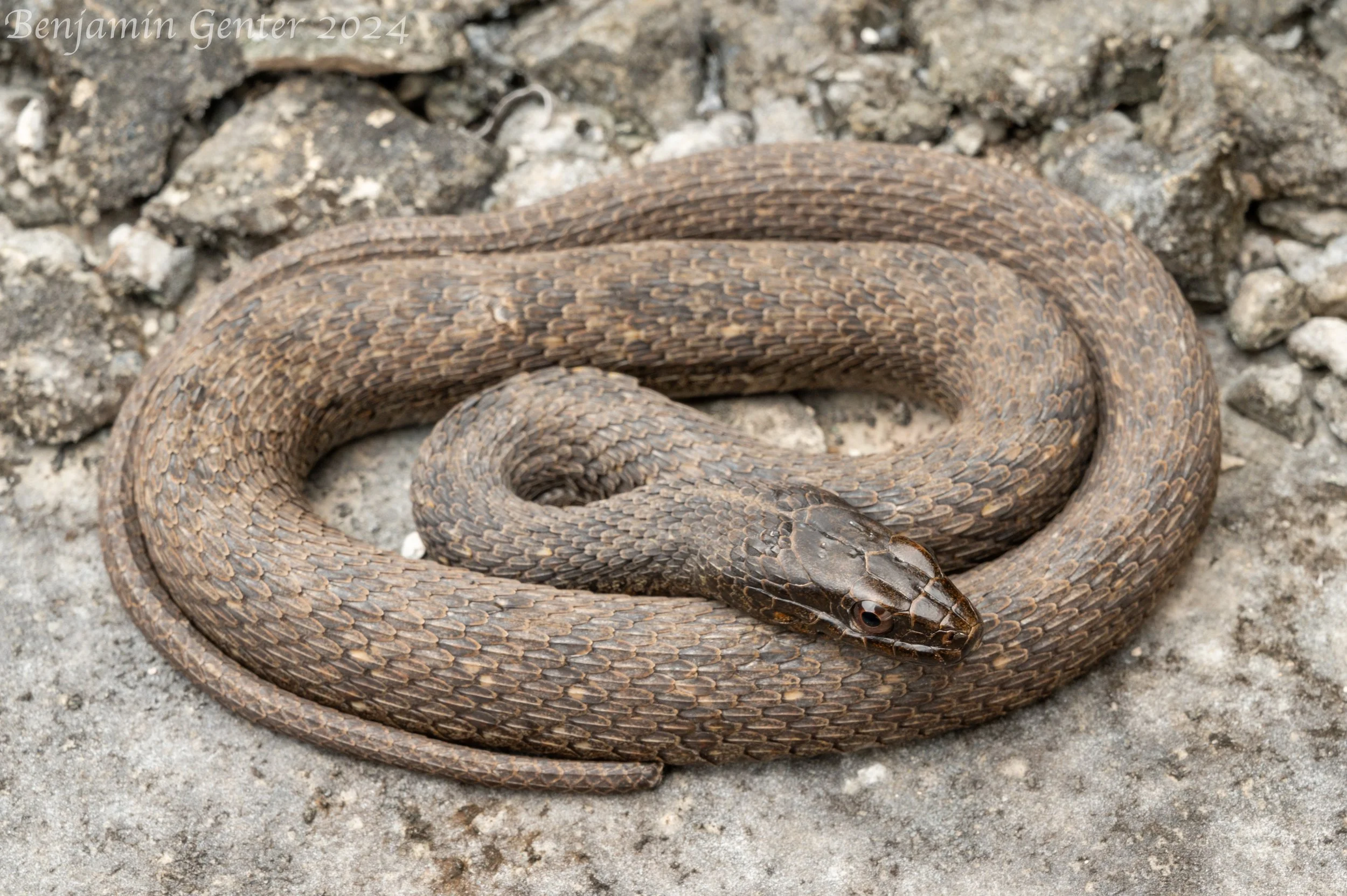 Mangrove Saltmarsh Snake (Nerodia clarkii compressicauda)