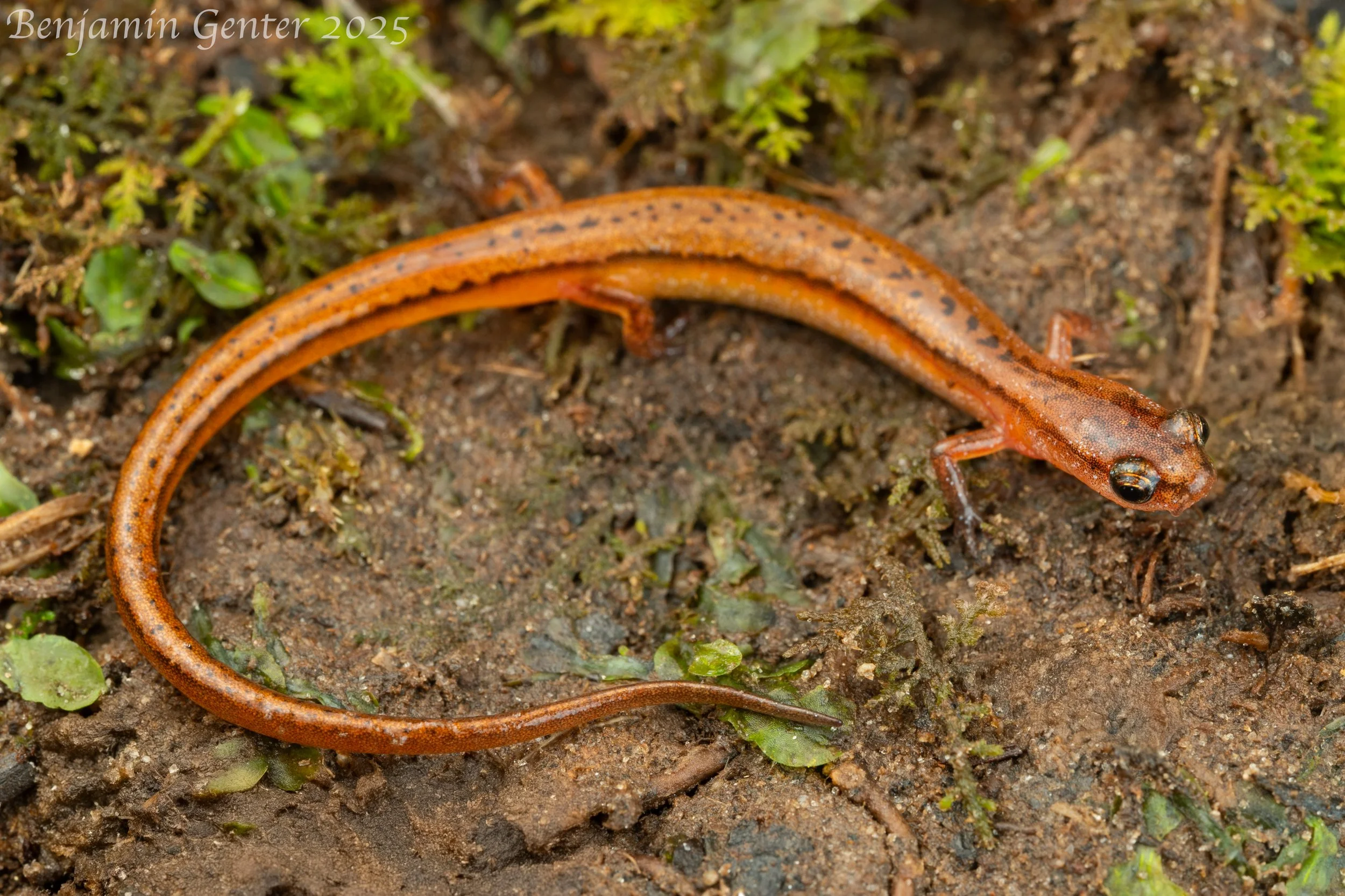 Dwarf Salamander (Eurycea cf. chamberlaini)