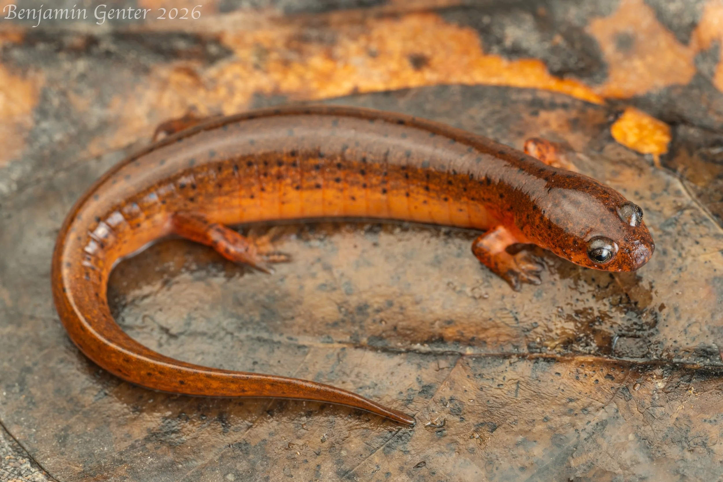 Gulf Coast Mud Salamander (Pseudotriton montanus flavissimus)