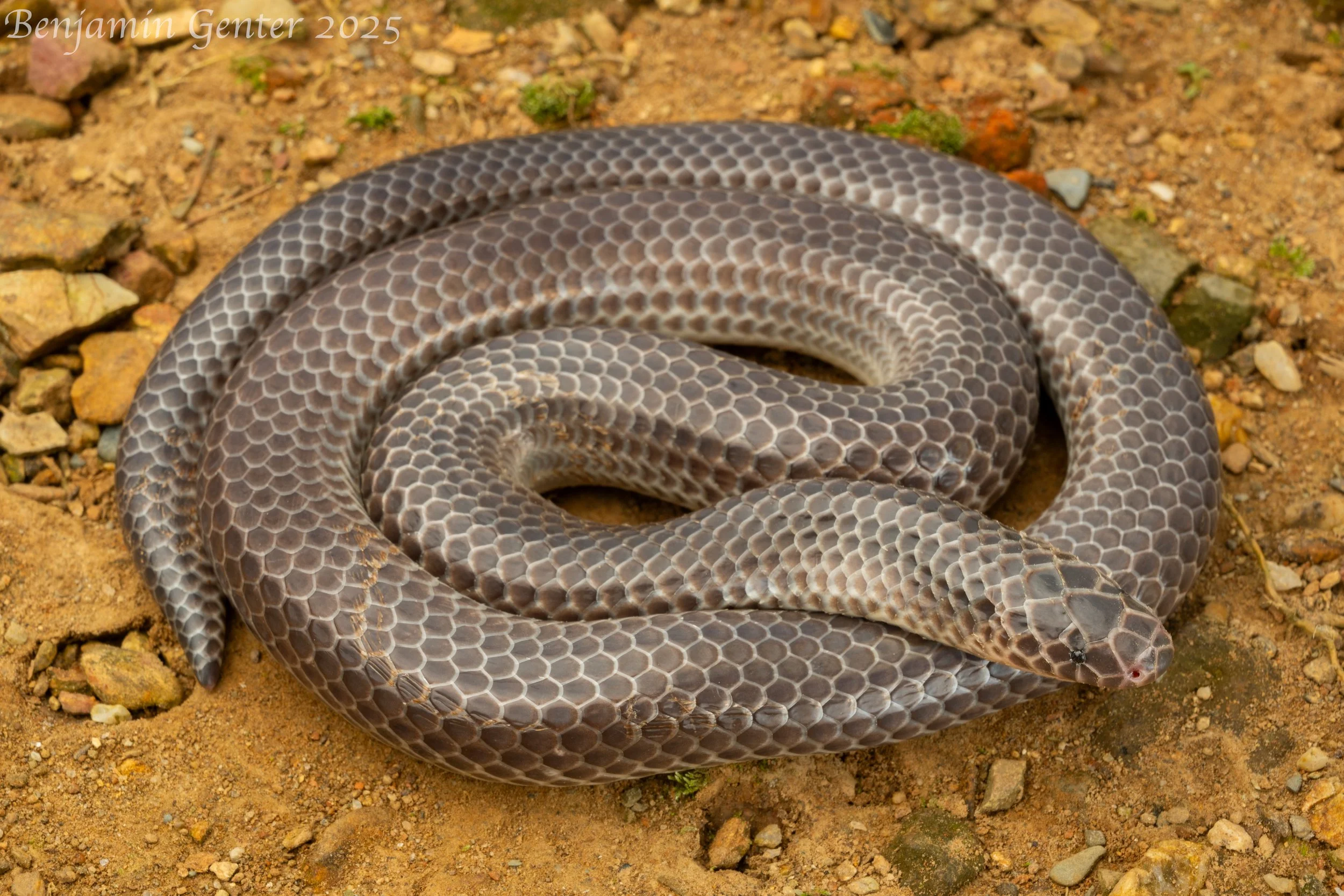Hainan Sunbeam Snake (Xenopeltis hainanensis)