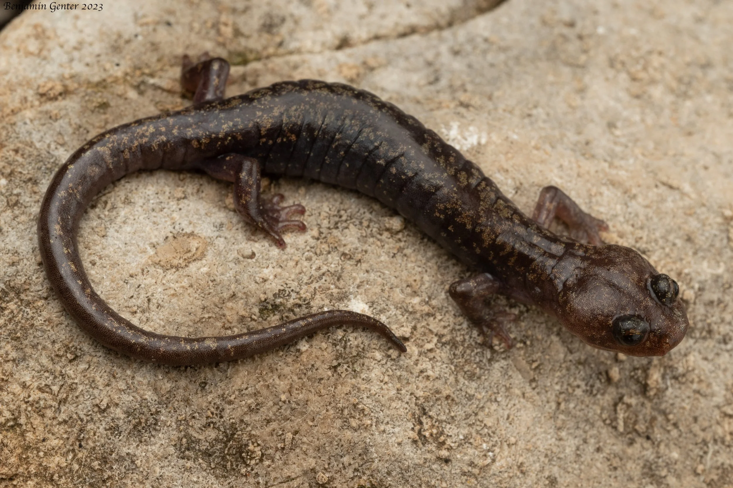 Sacramento Mountains Salamander (Aneides hardii)