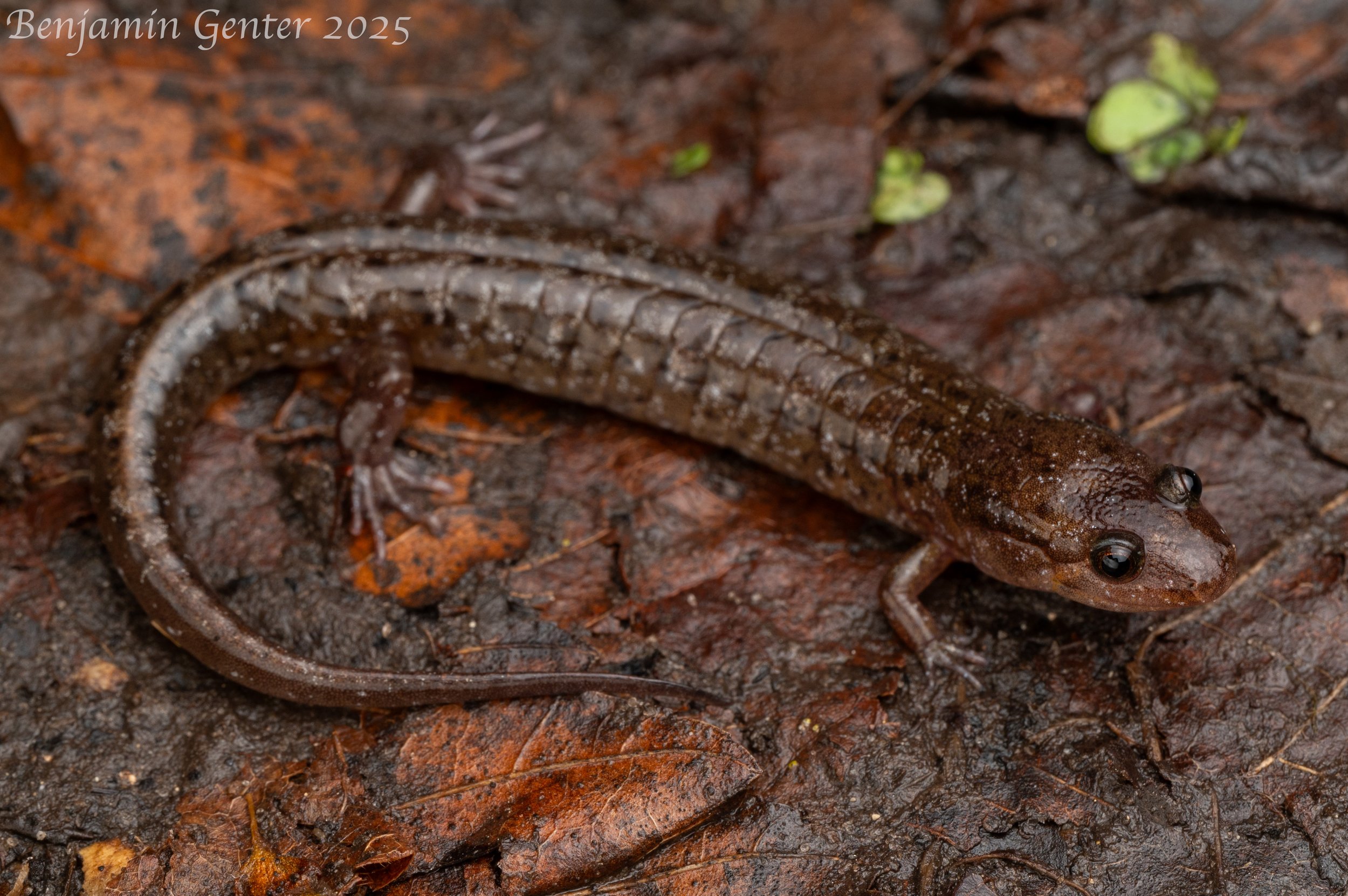 Apalachicola Dusky Salamander (Desmognathus apalachicolae)