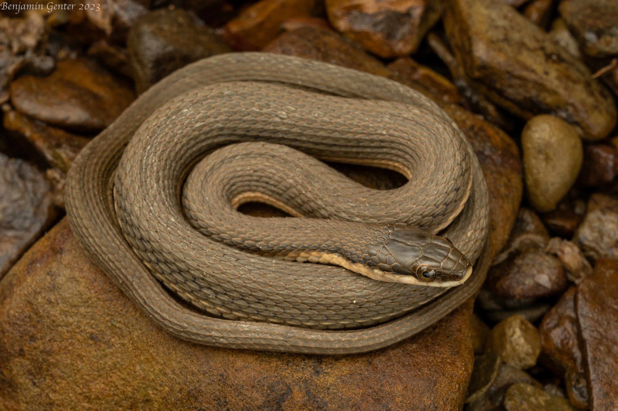 Queensnake (Regina septemvittata)