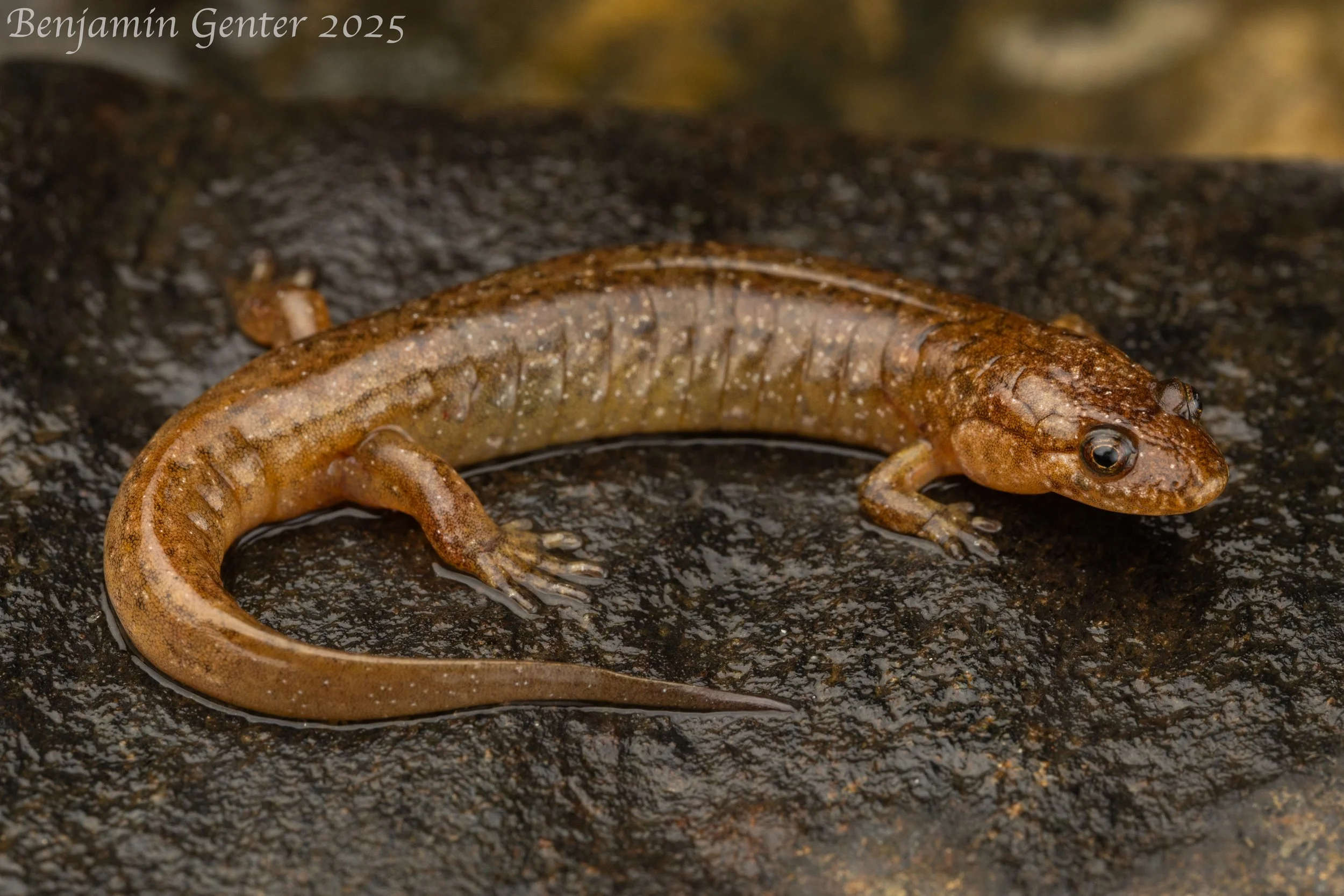 Santeetlah Dusky Salamander (Desmognathus santeetlah)