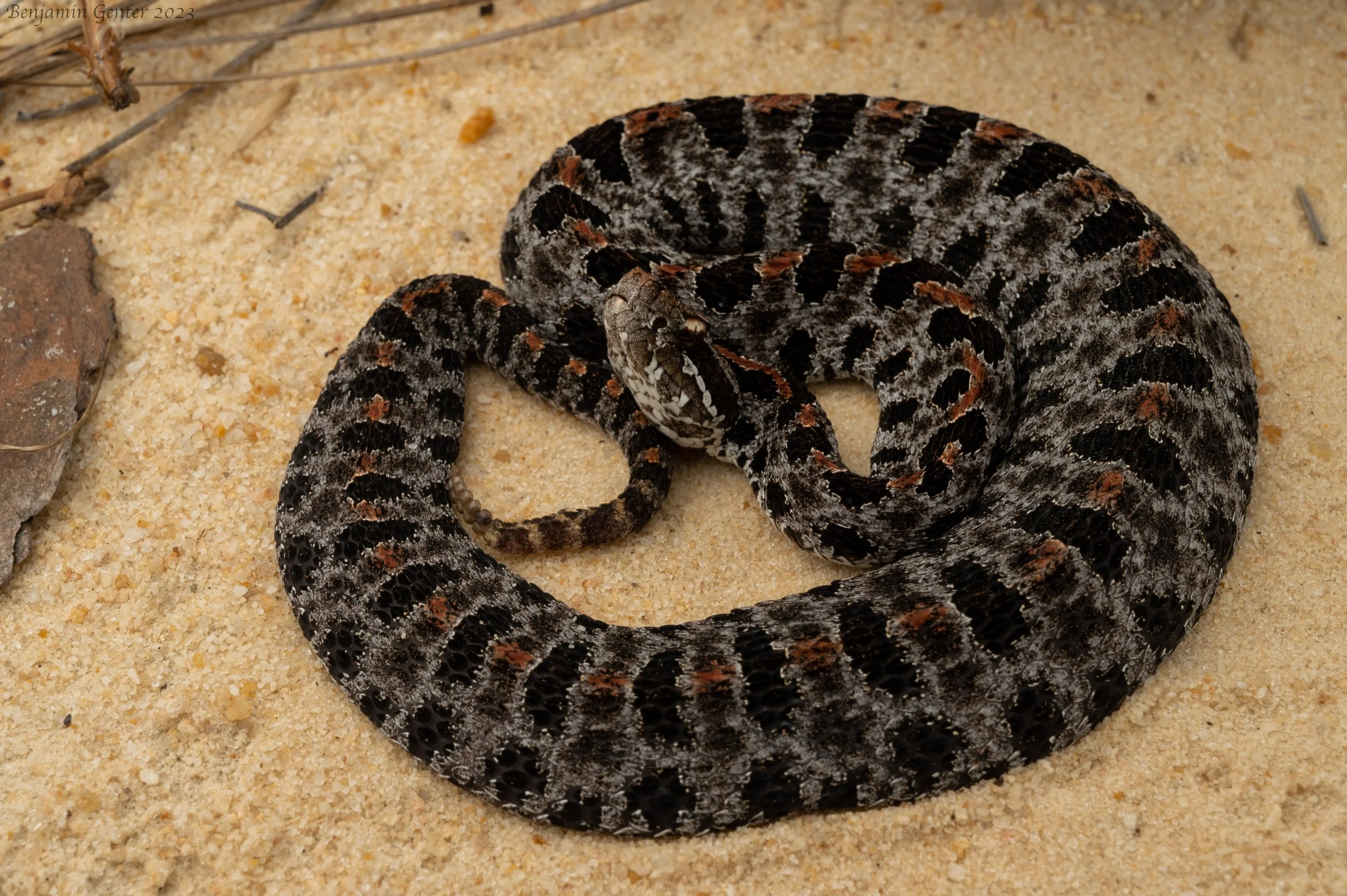Dusky Pygmy Rattlesnake (Sistrurus miliarius barbouri)