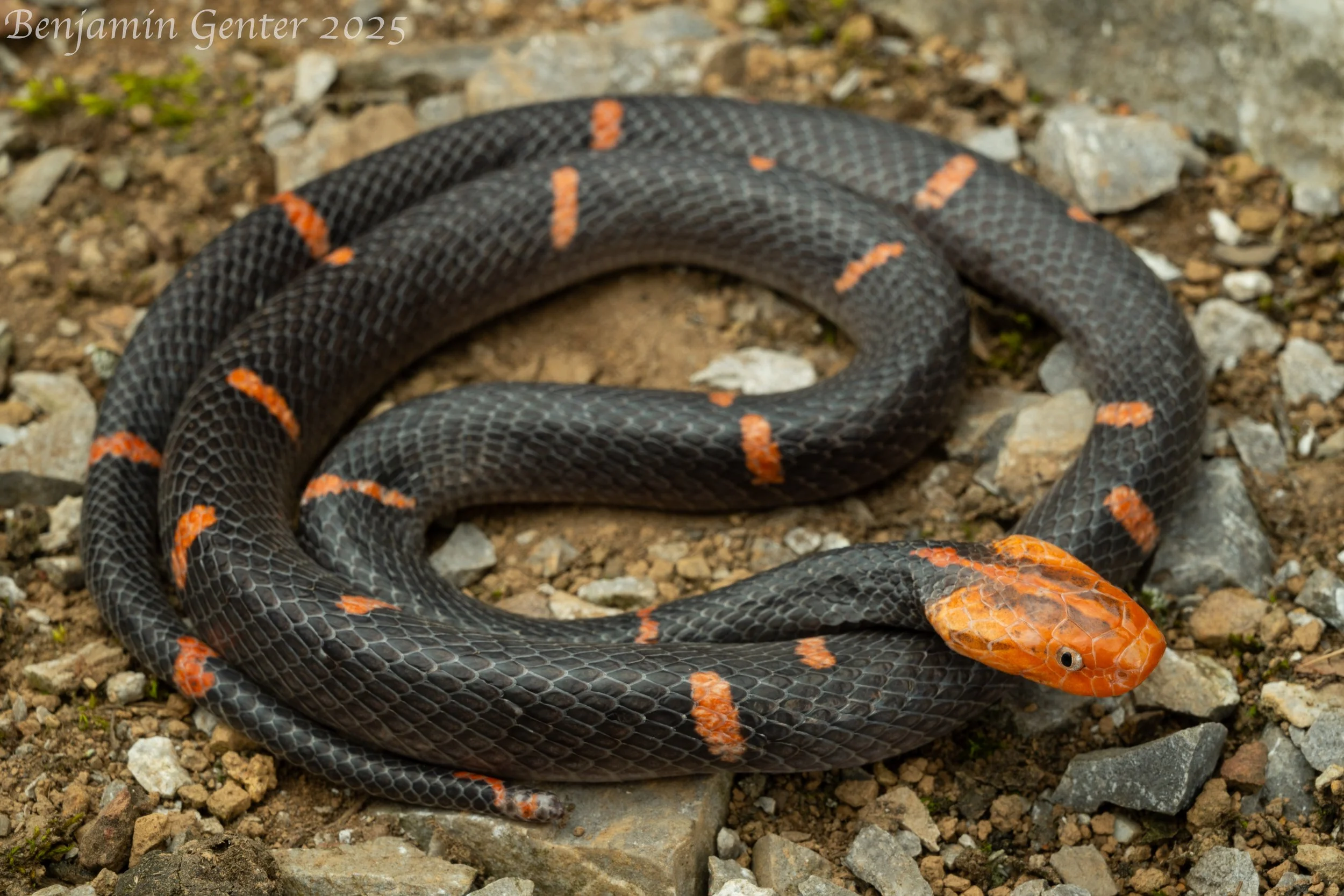 Fea's Viper (Azemiops feae)