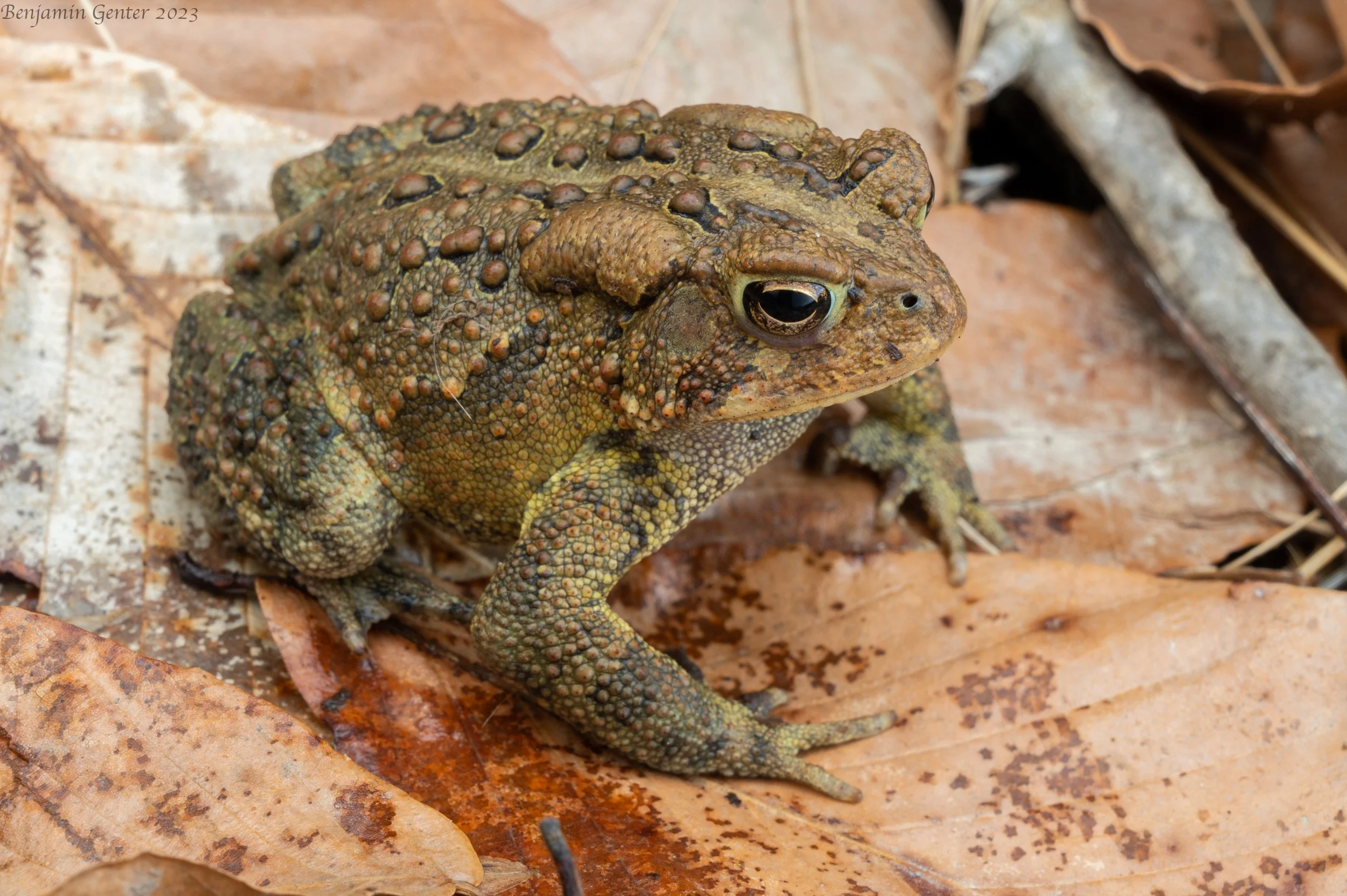 American Toad (Anaxyrus americanus)