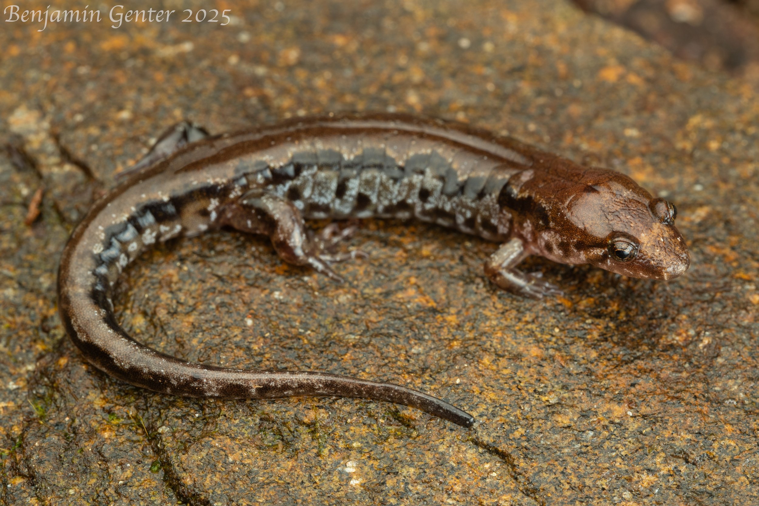 Chattooga Dusky Salamander (Desmognathus perlapsus)