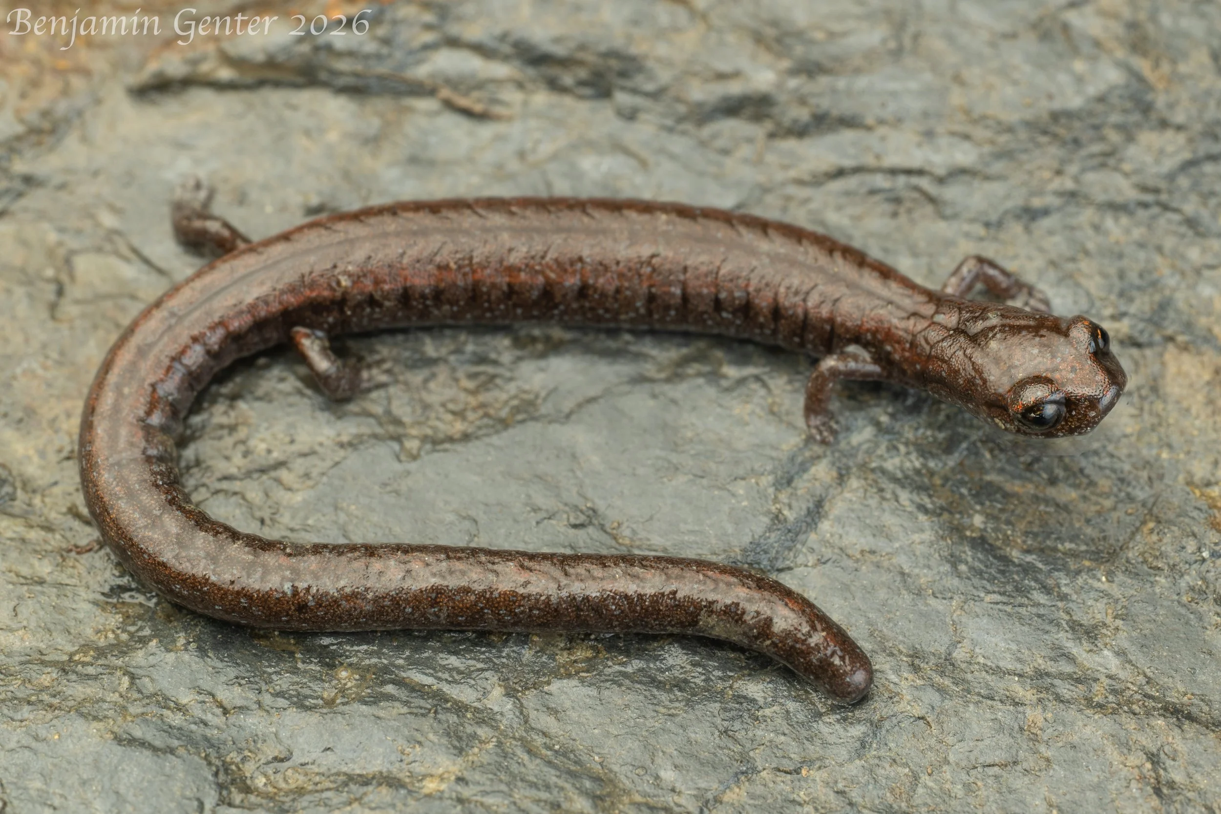 Hell Hollow Slender Salamander (Batrachoseps diabolicus)