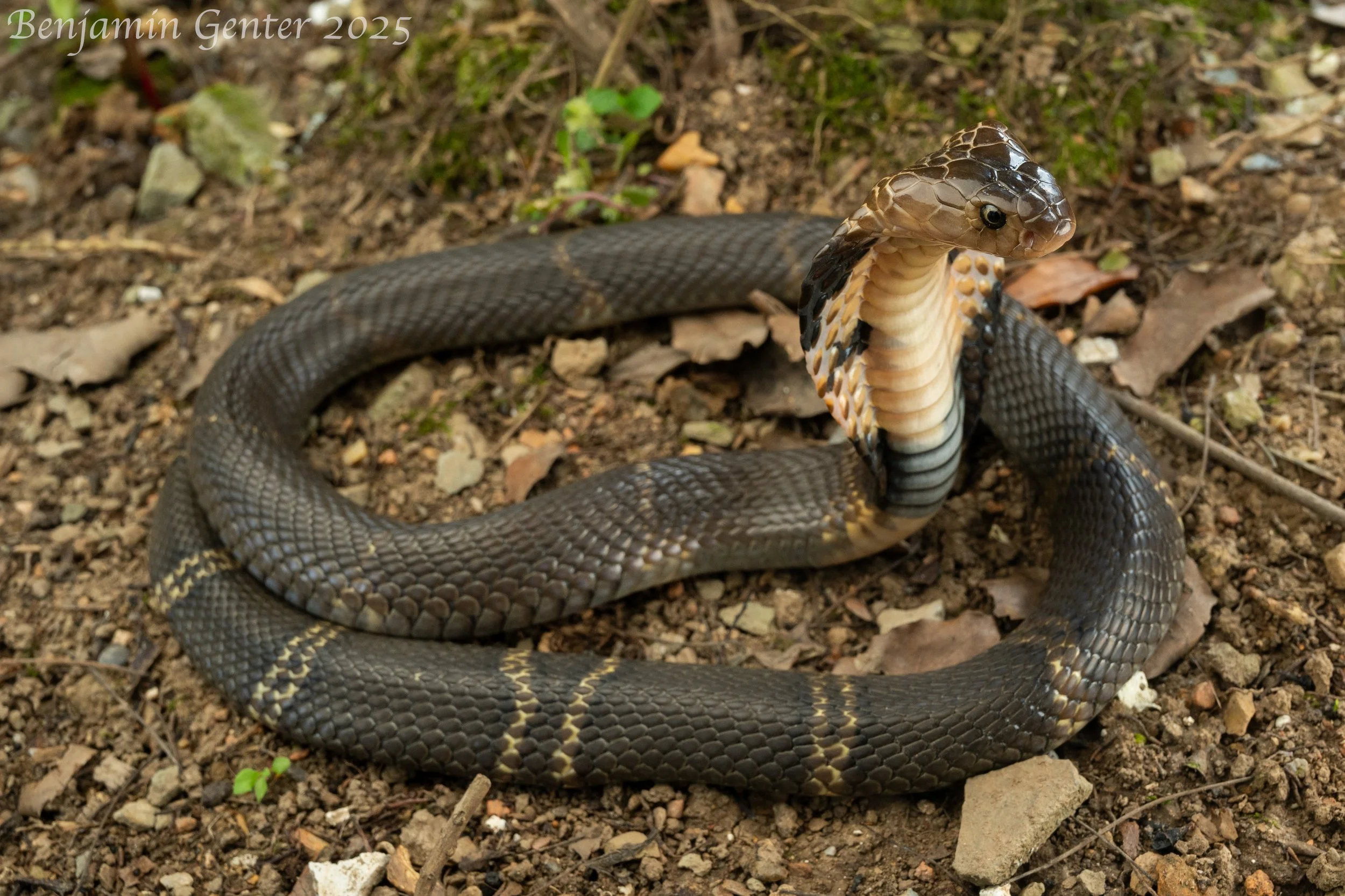 Chinese Cobra (Naja atra)