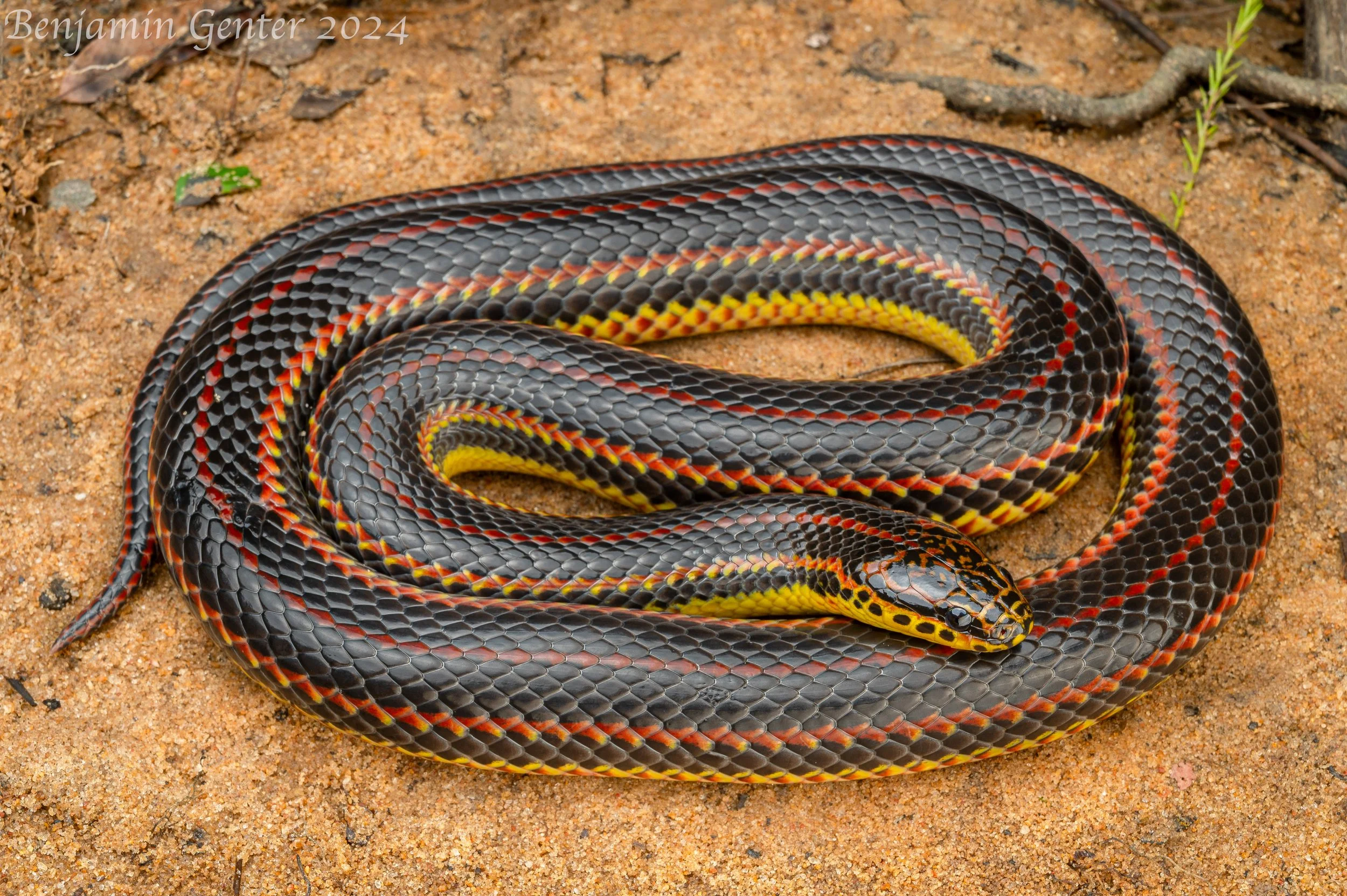 Rainbow Snake (Farancia erytrogramma)