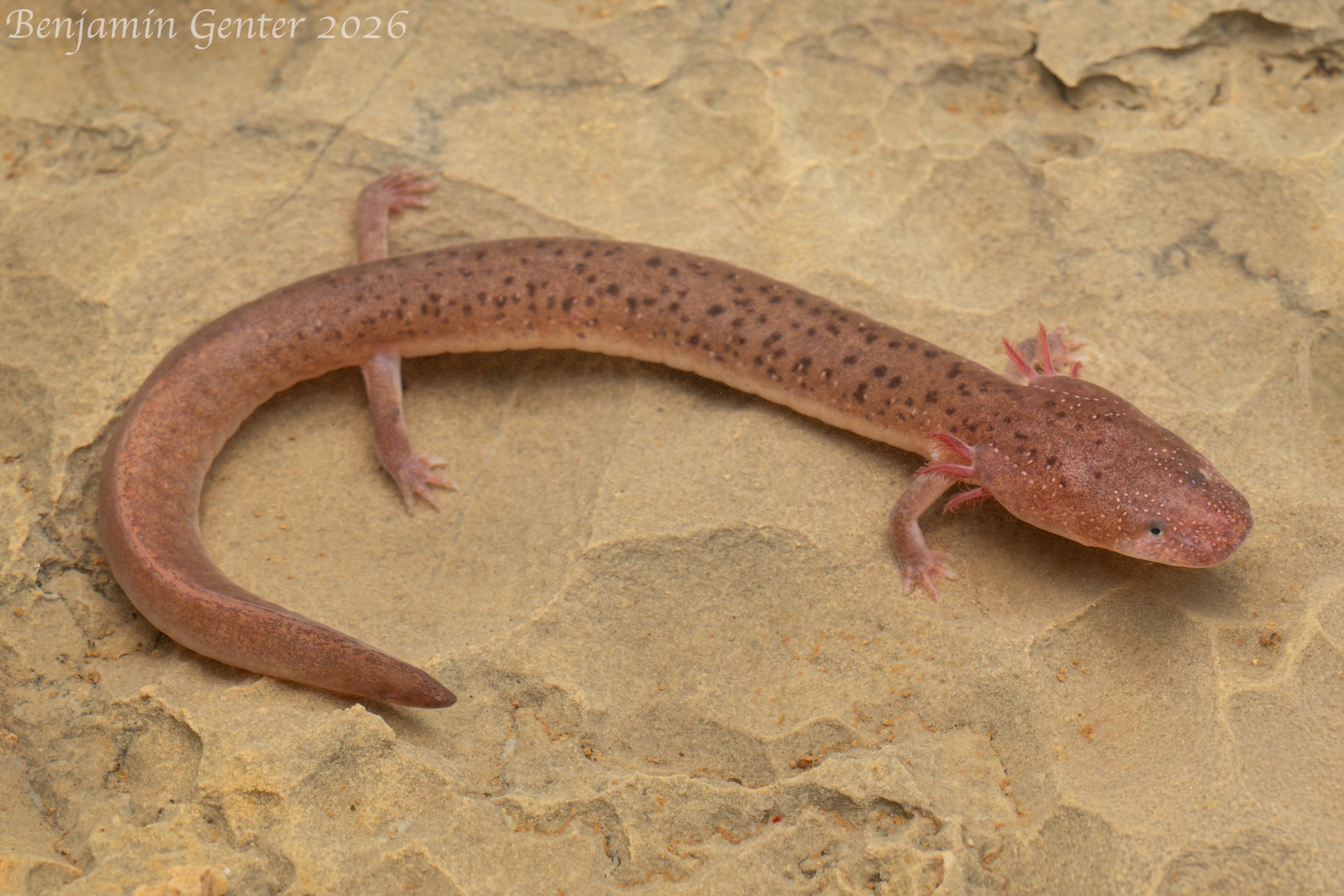 Big Mouth Cave Salamander (Gyrinophilus palleucus necturoides)