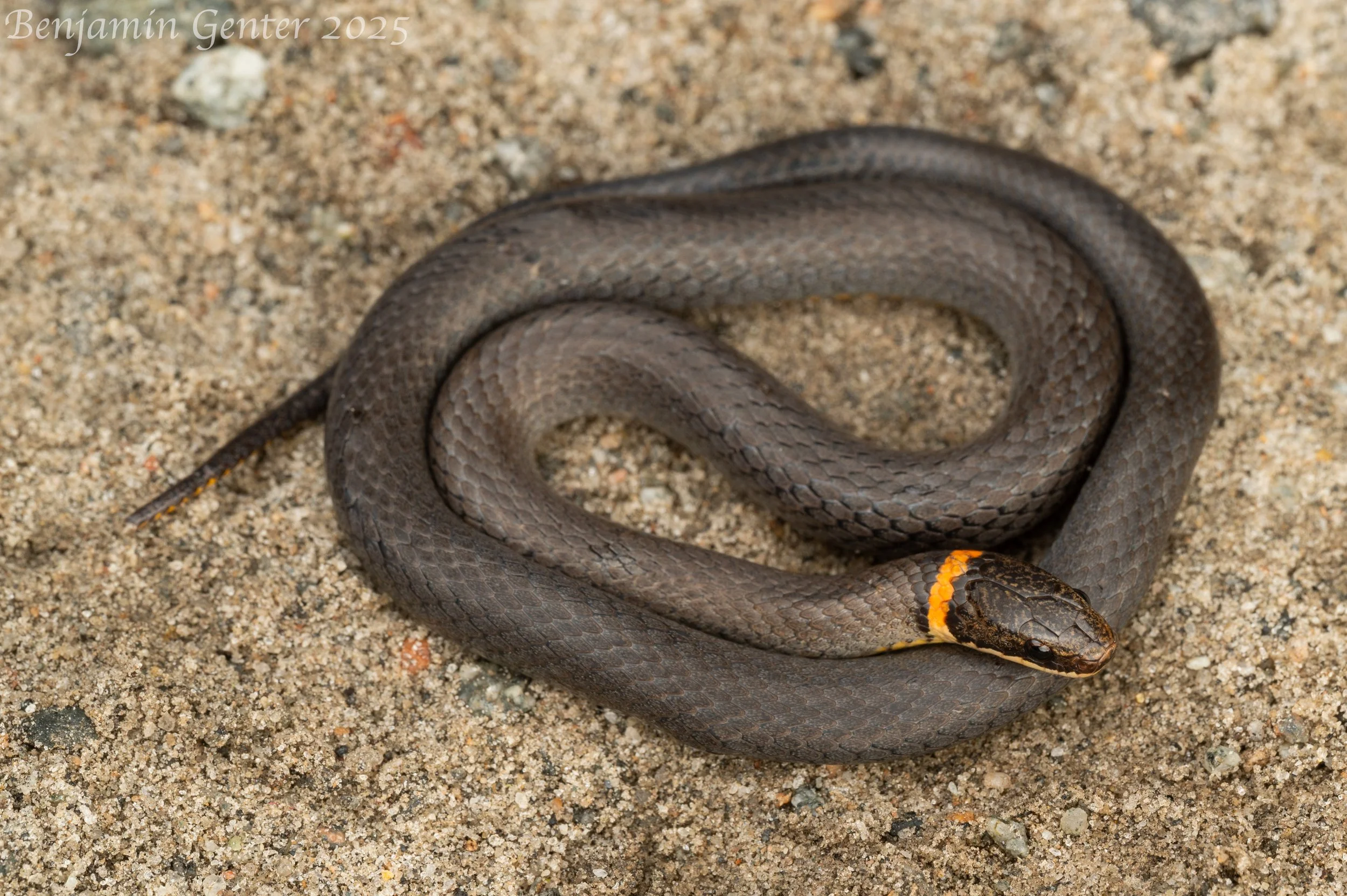 Southern Ring-necked Snake (Diadophis punctatus punctatus)