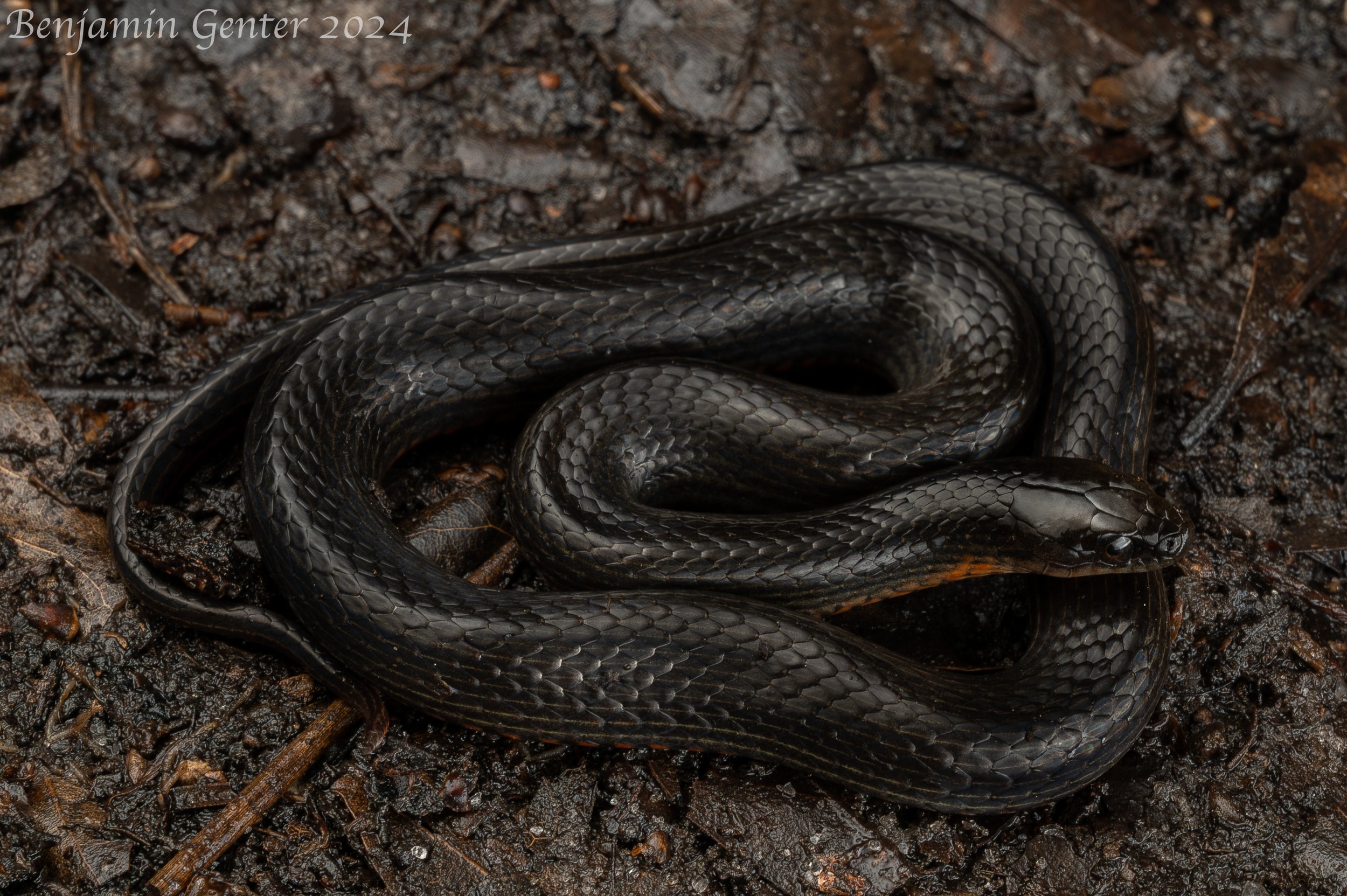Black Swampsnake (Liodytes pygaea)