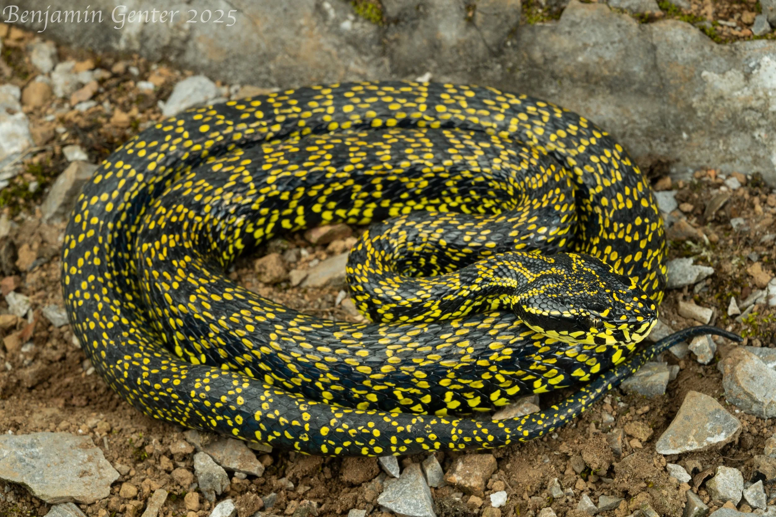 Jerdon's Pitviper (Protobothrops jerdonii)